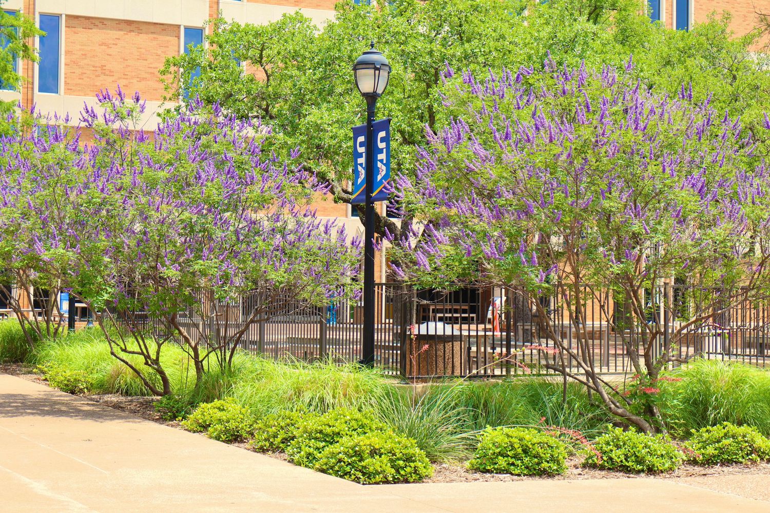 Urban streetscape with blooming purple vitex trees and yellow shrubs surrounding a decorative lamp post near a brick building.