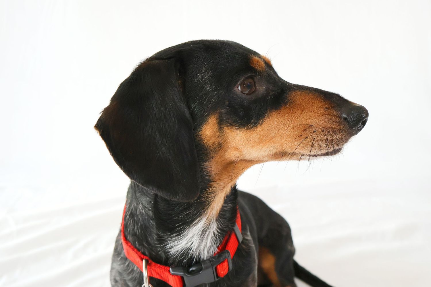 Dog with head turned sideways.