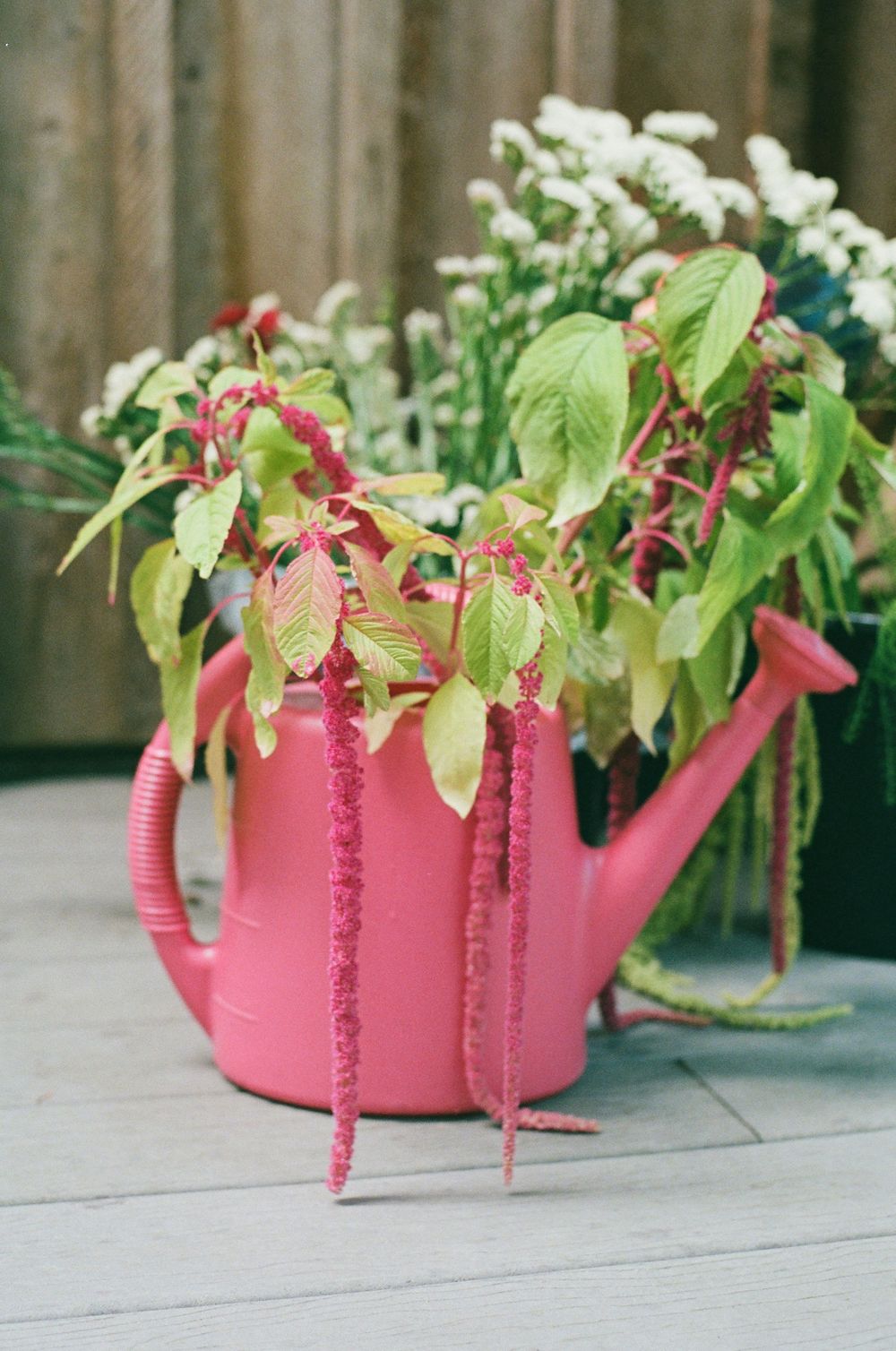Pink watering can filled with amaranthus and green foliage plants displayed on wooden deck with white flowers in background.