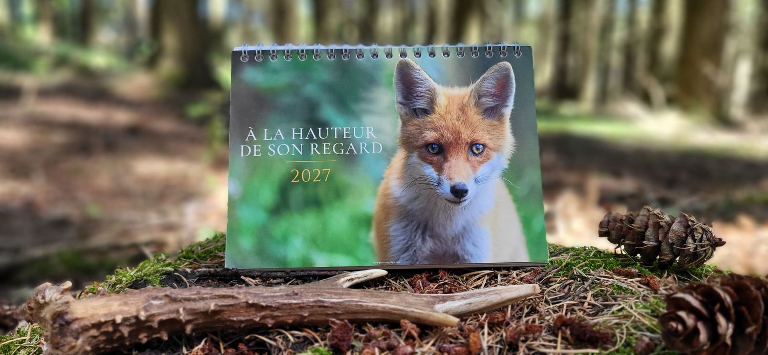 A 2027 fox-themed desk calendar titled à la hauteur de ton regard displayed on a mossy log in a forest setting.
