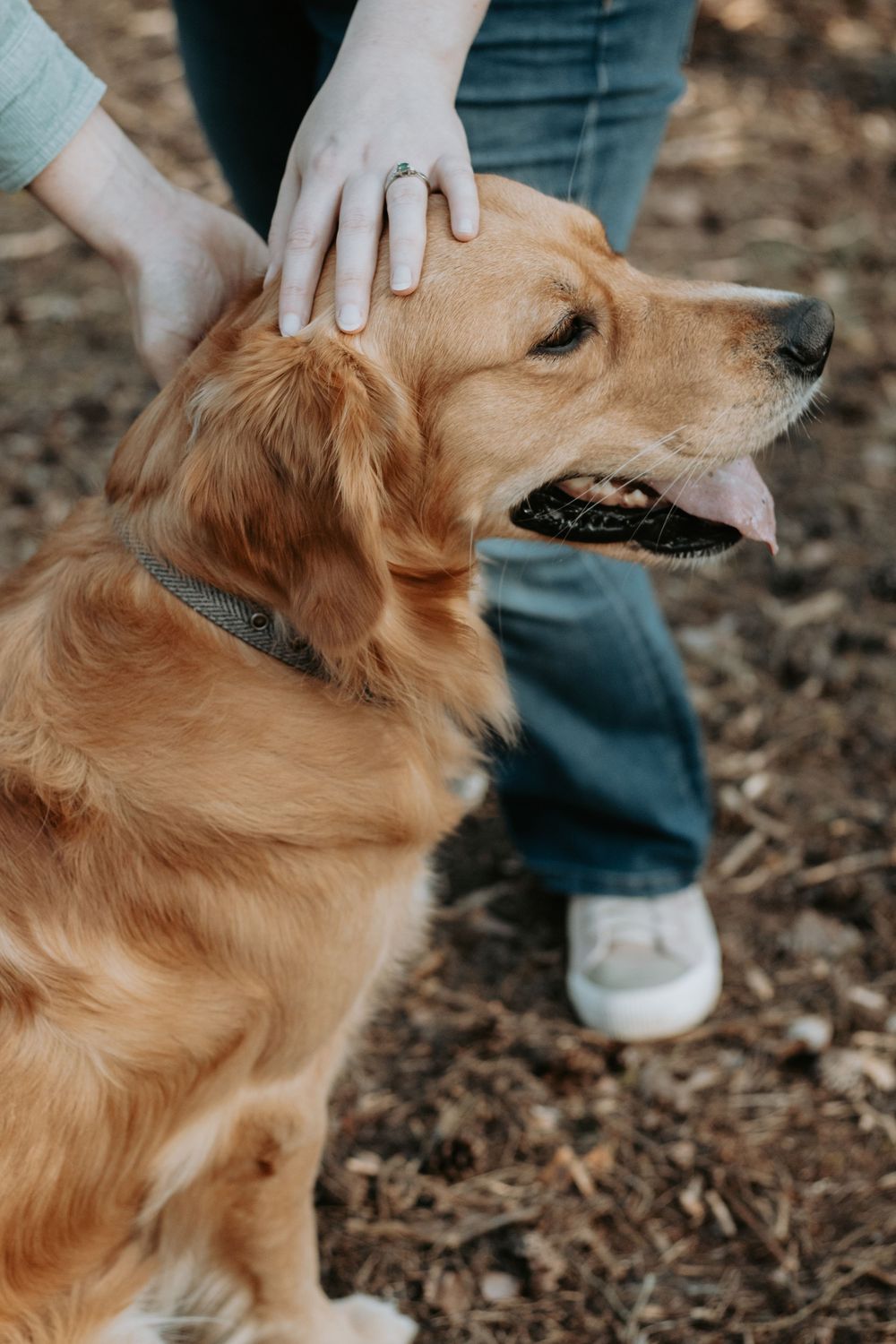 A golden retriever with tongue out being petted by a person wearing a ring, outdoors on a forest floor.