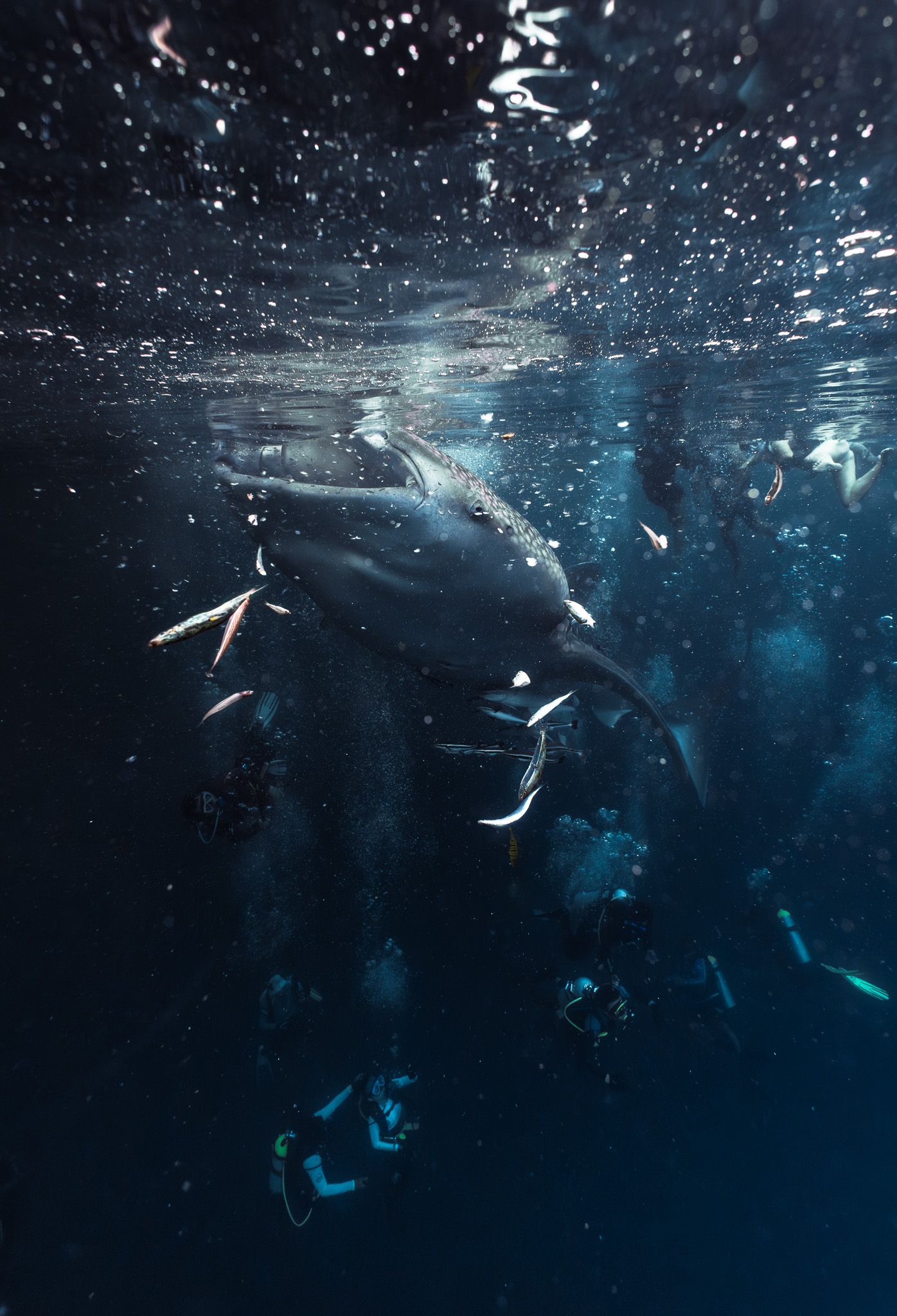 Underwater photo of divers swimming alongside a large humpback whale in deep blue ocean waters.