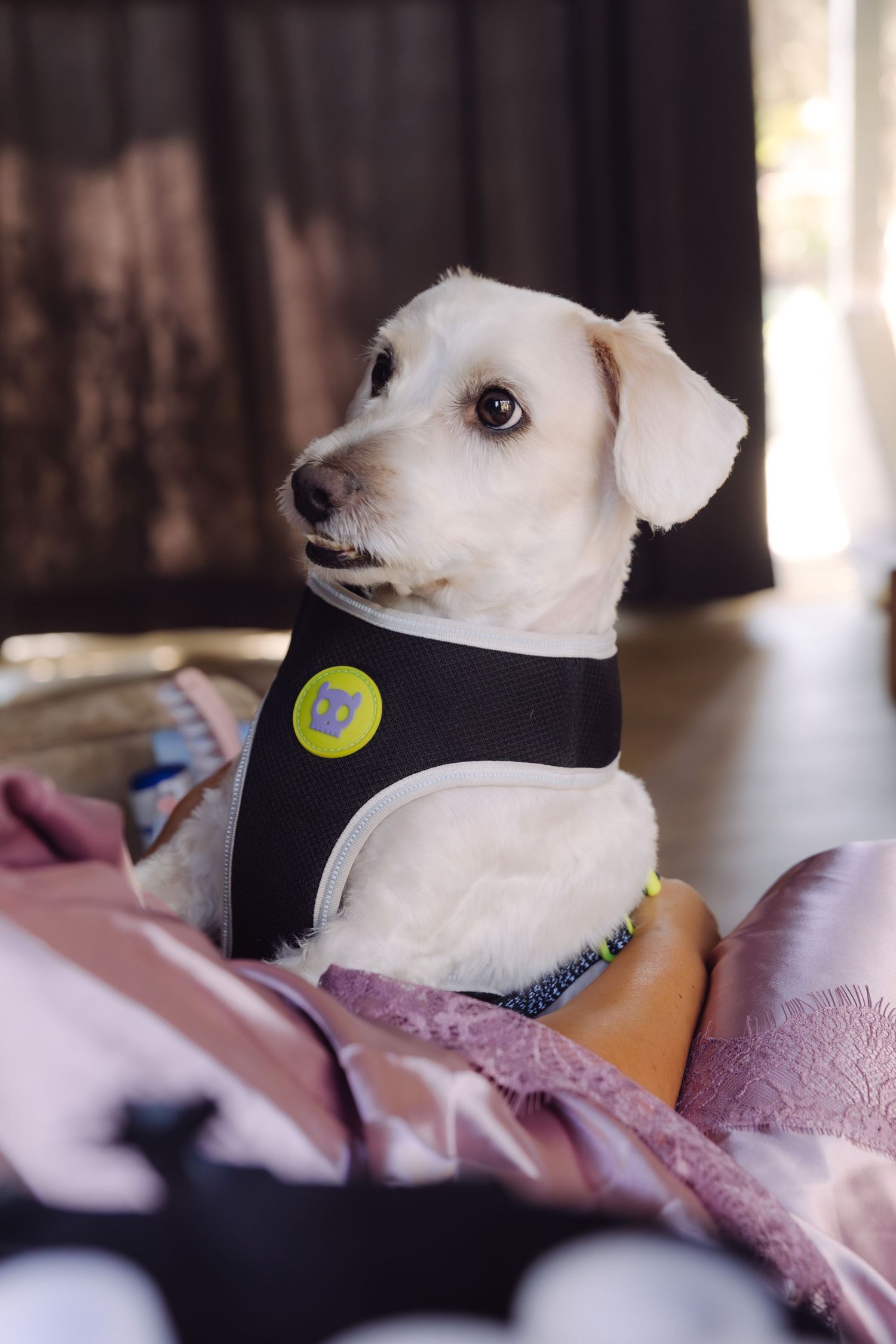 Adorable white dog wearing a black vest sits attentively among colorful fabrics at a wedding preparation.
