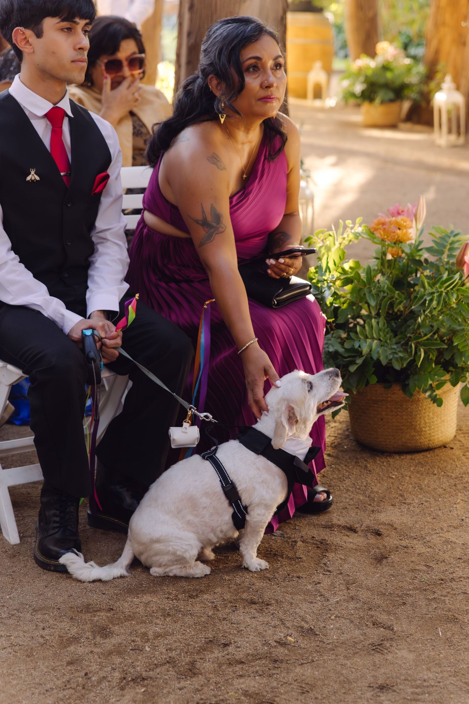 Wedding guest in purple dress holds leash of white bulldog wearing a harness during outdoor wedding ceremony.