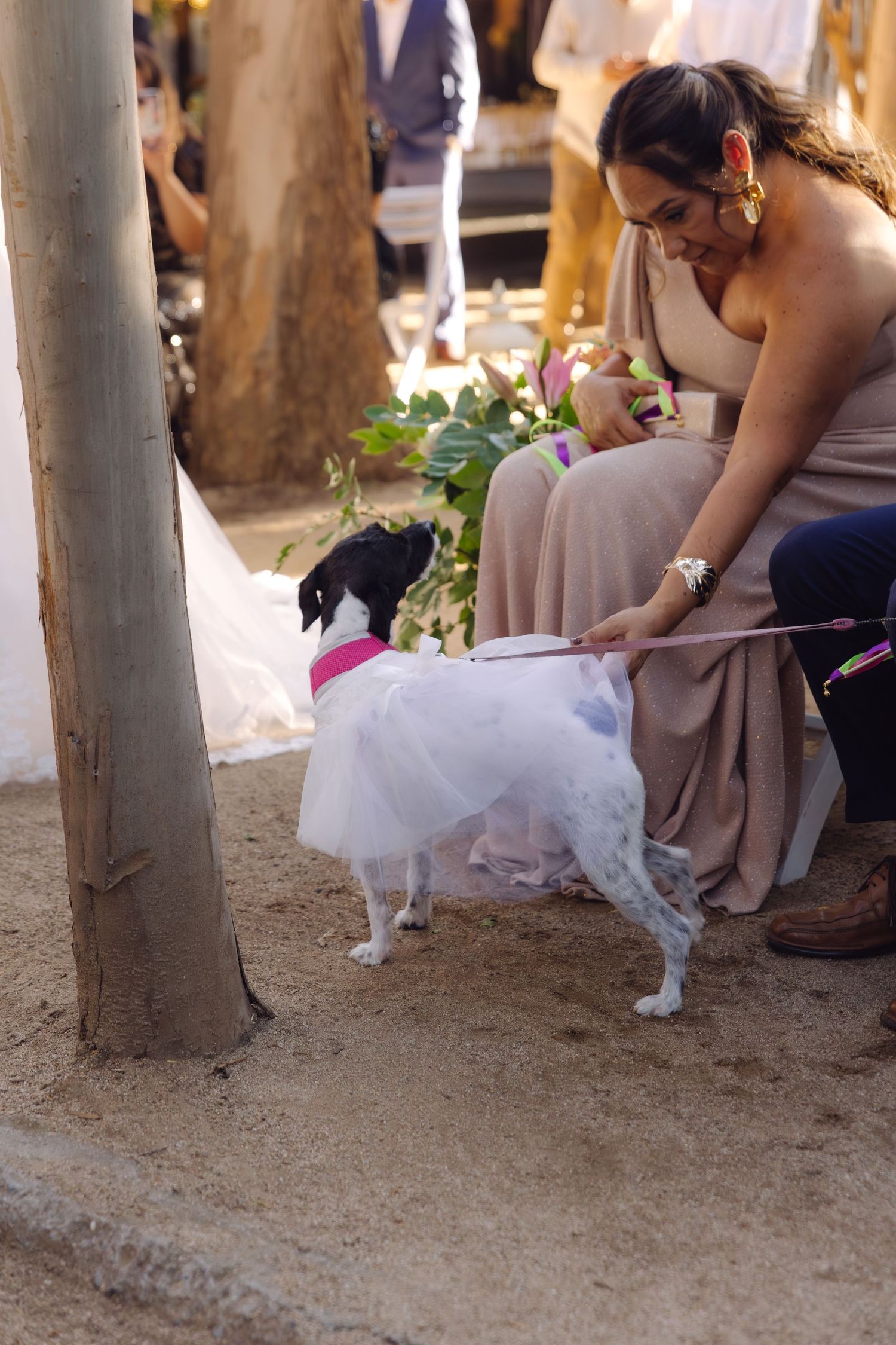 Bridesmaid in beige dress adjusts white tutu on small black and white dog at outdoor wedding ceremony.