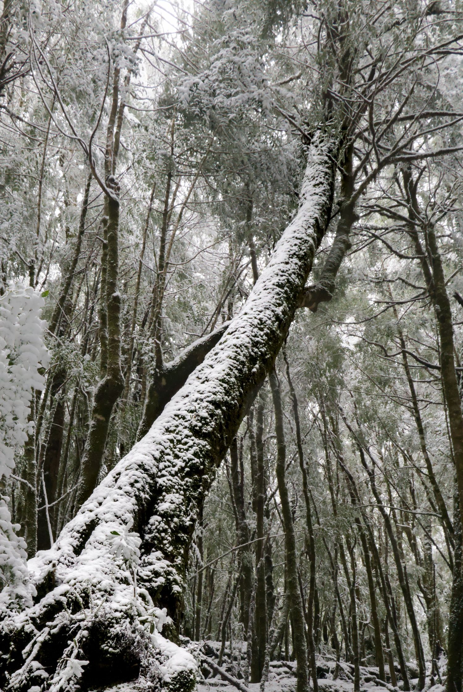 Snow-covered leaning tree trunk in a winter forest with frosted branches and white landscape.