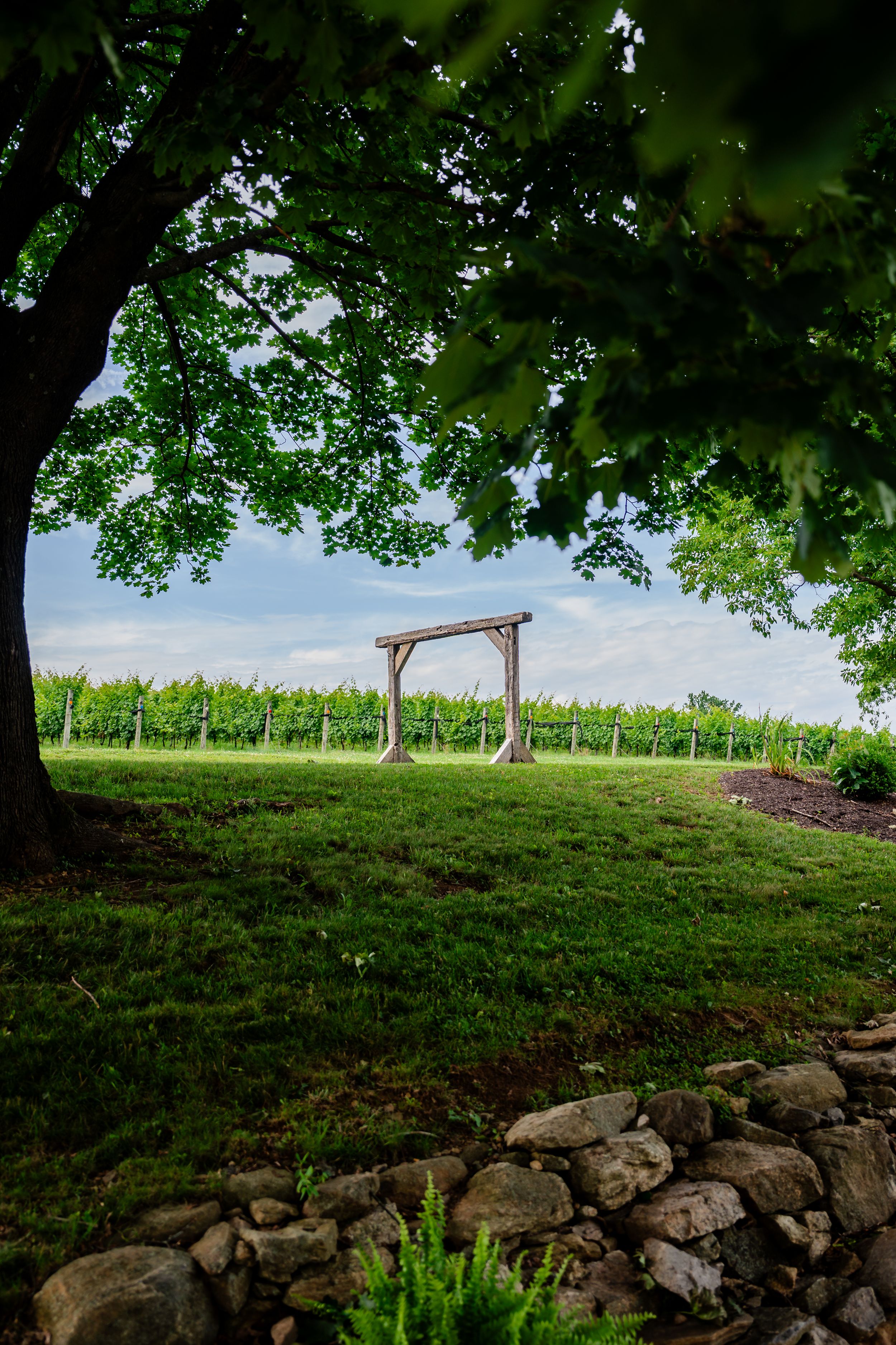 Wooden wedding arch stands in lush green vineyard framed by large tree branches under a blue sky.