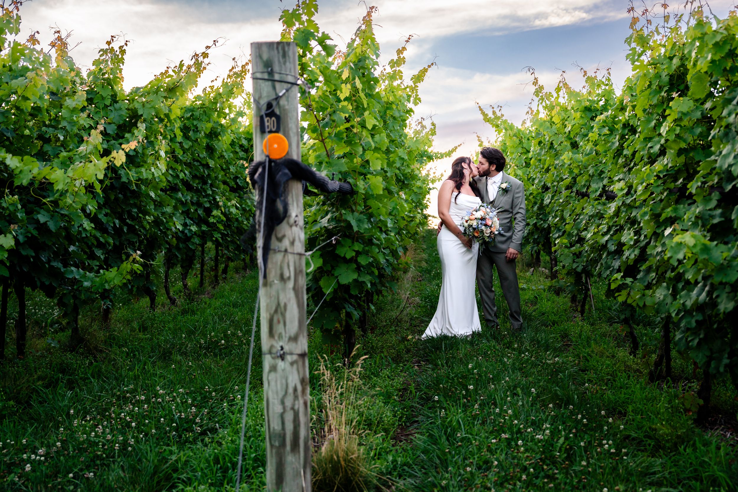 Bride and groom share a romantic kiss among lush green vineyard rows on their wedding day.