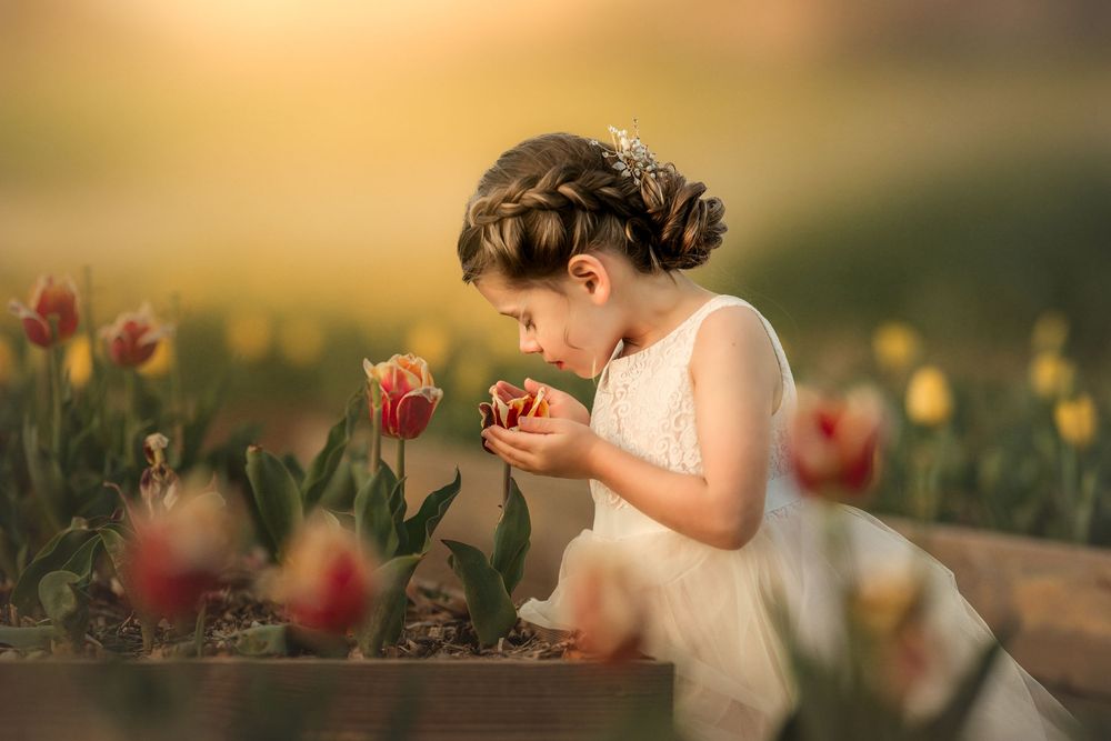 A little girl in a white dress smells red tulips in a sunlit garden.