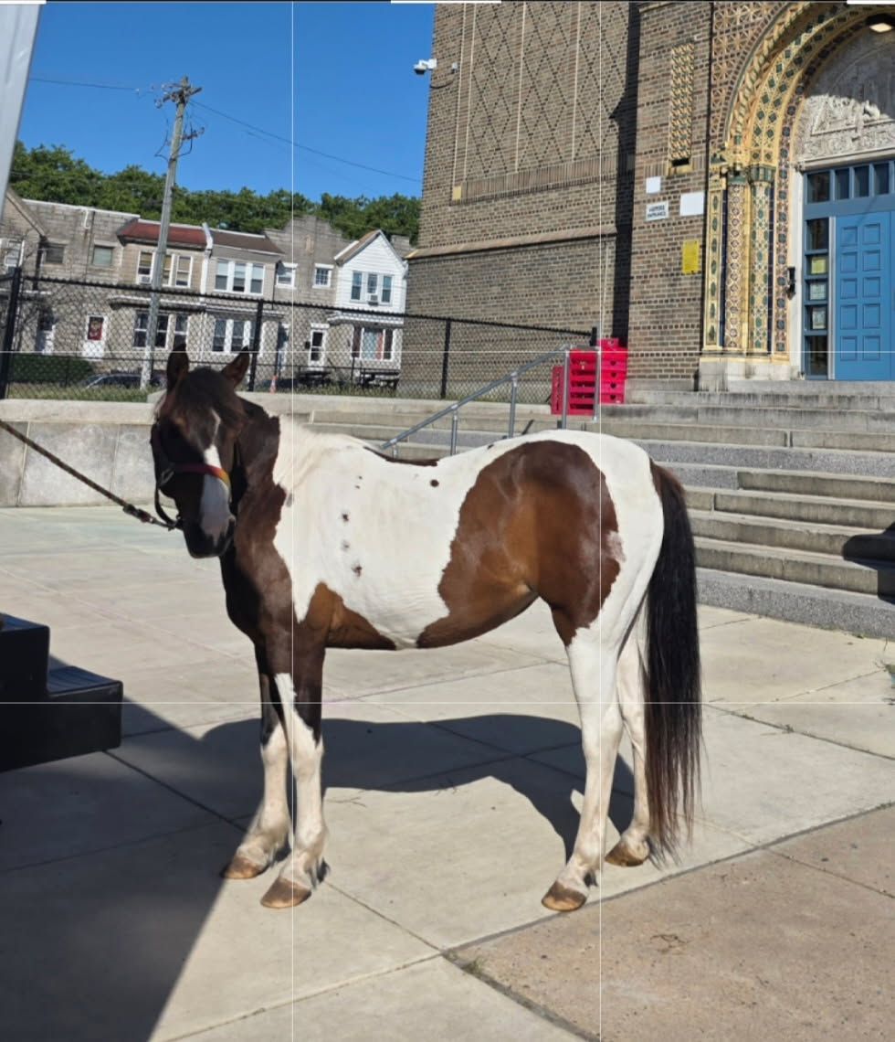 A brown and white paint horse standing on a sidewalk in front of a large stone building on a sunny day.
