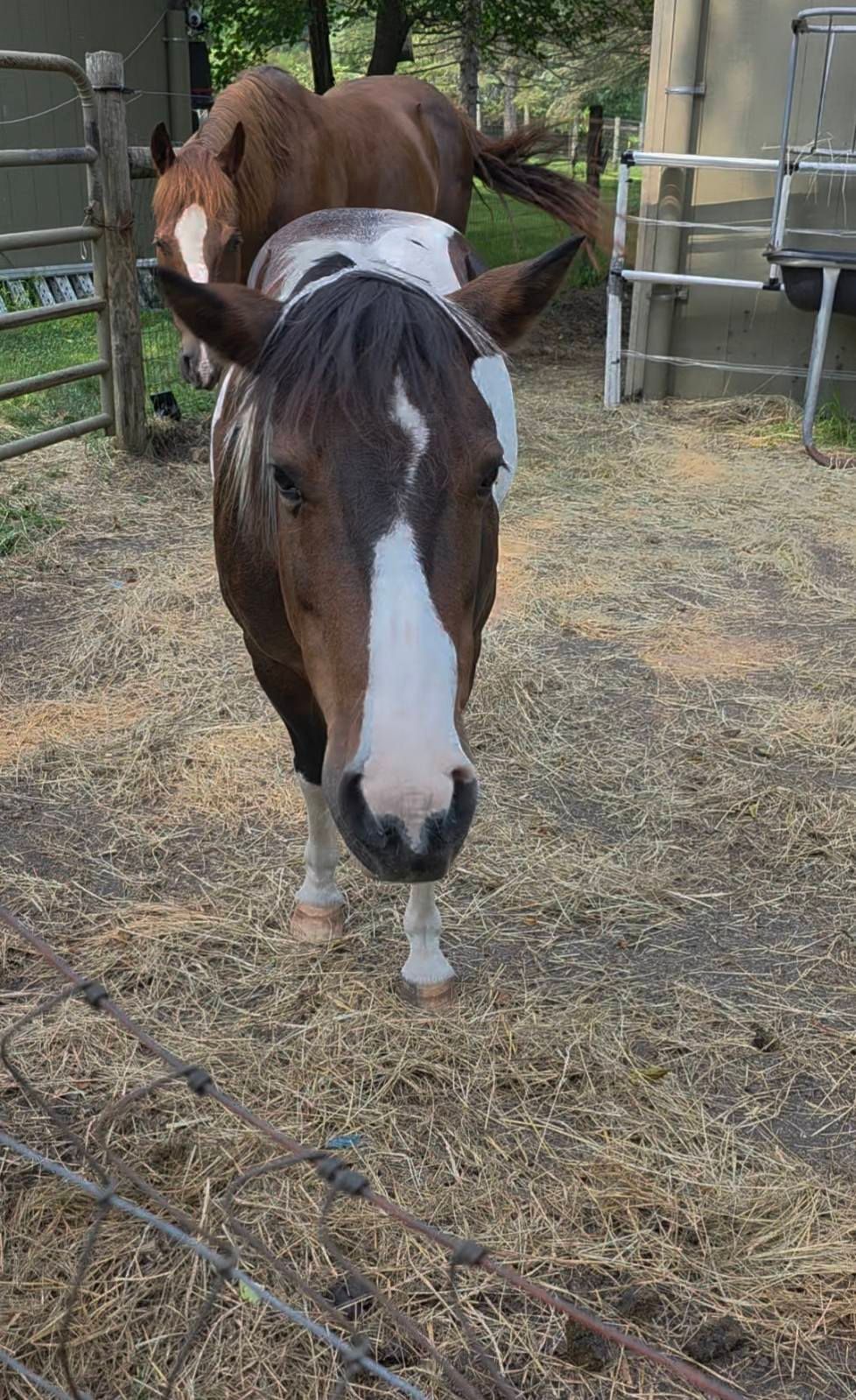 Brown and white paint horse standing in a hay-covered paddock, facing camera with a distinctive white blaze marking.