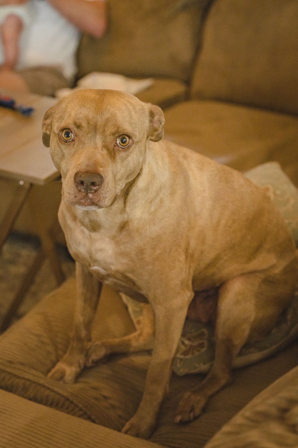 A tan pit bull dog sits attentively on a brown couch cushion indoors, looking directly at the camera.