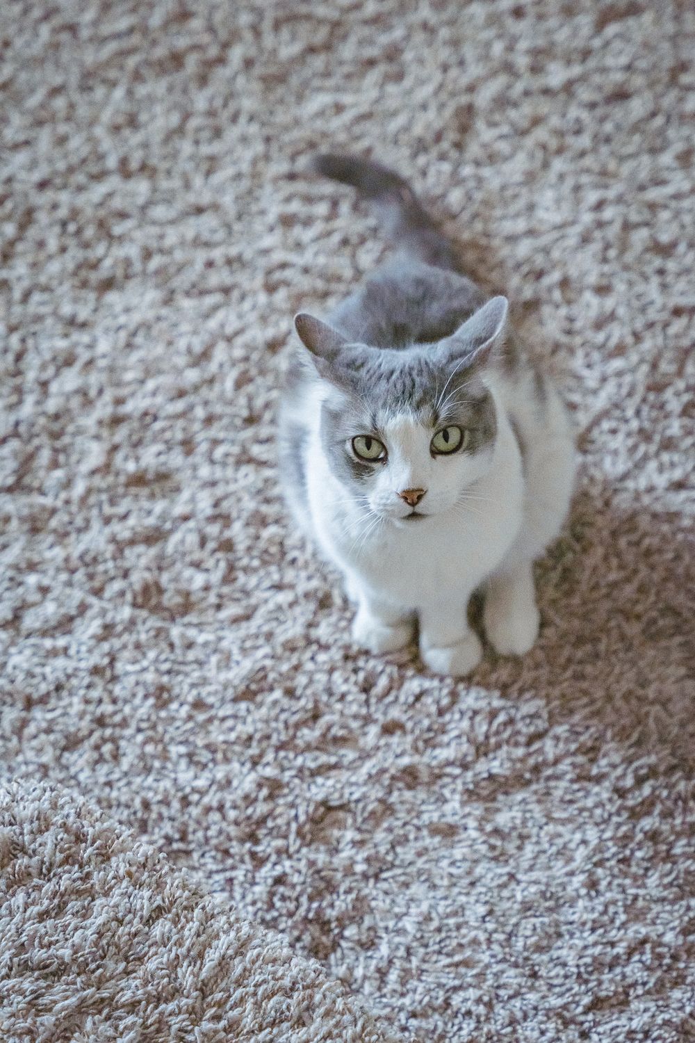 A gray and white cat with green eyes sitting on a beige carpet looking up at the camera.