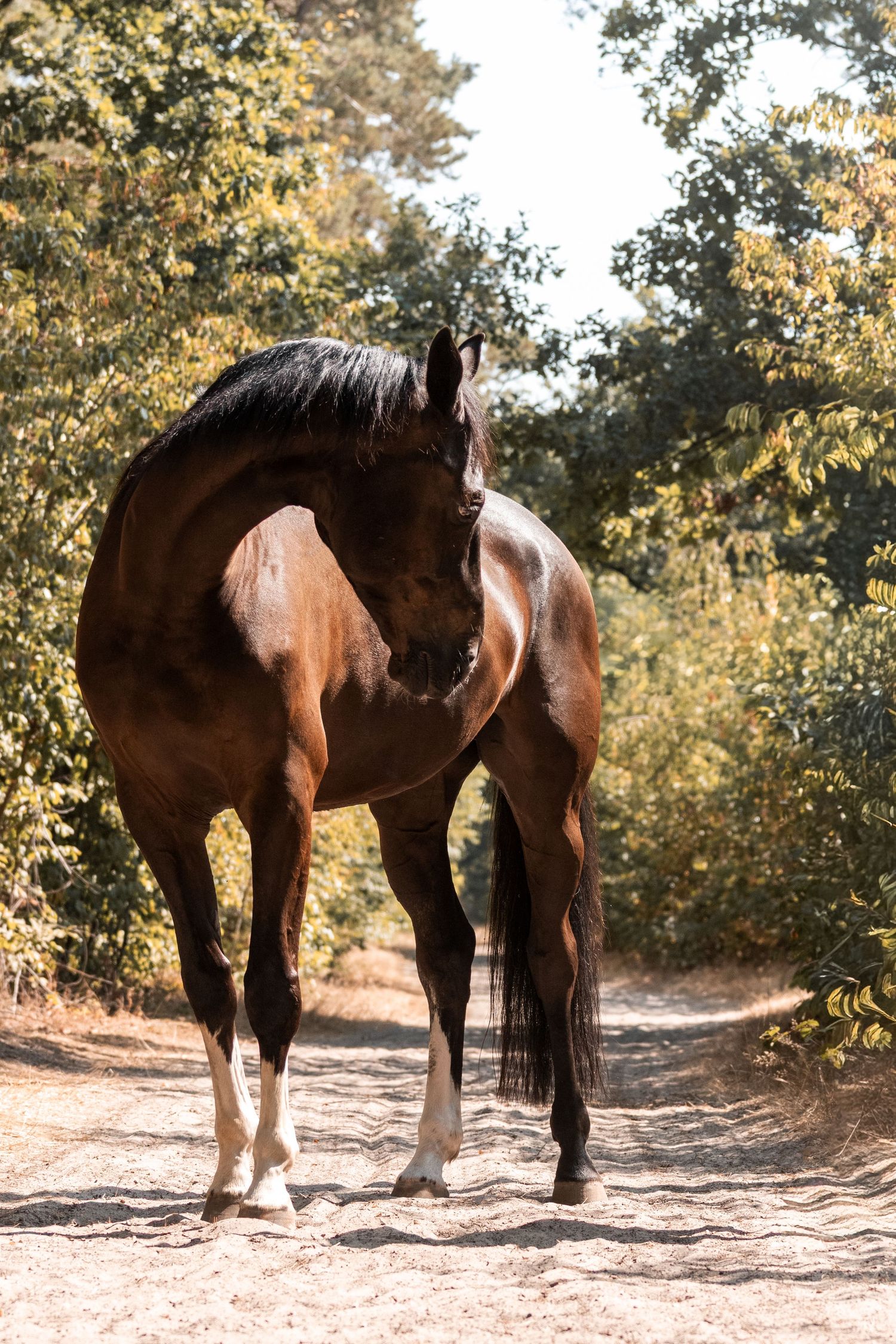 Paardenfotografie Zoefotografeert