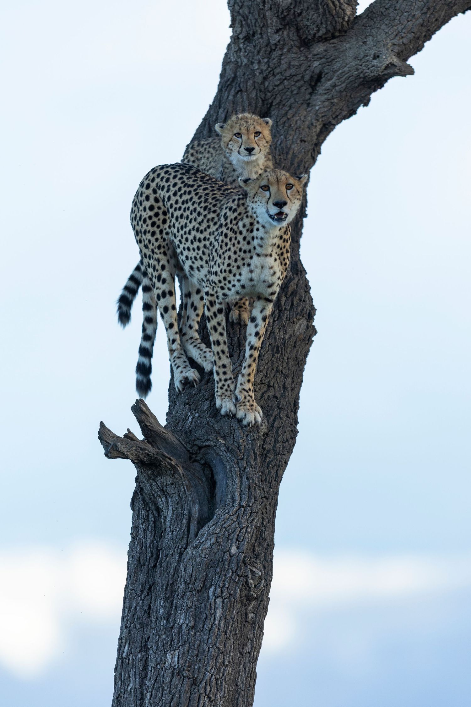 nashipae with the cub