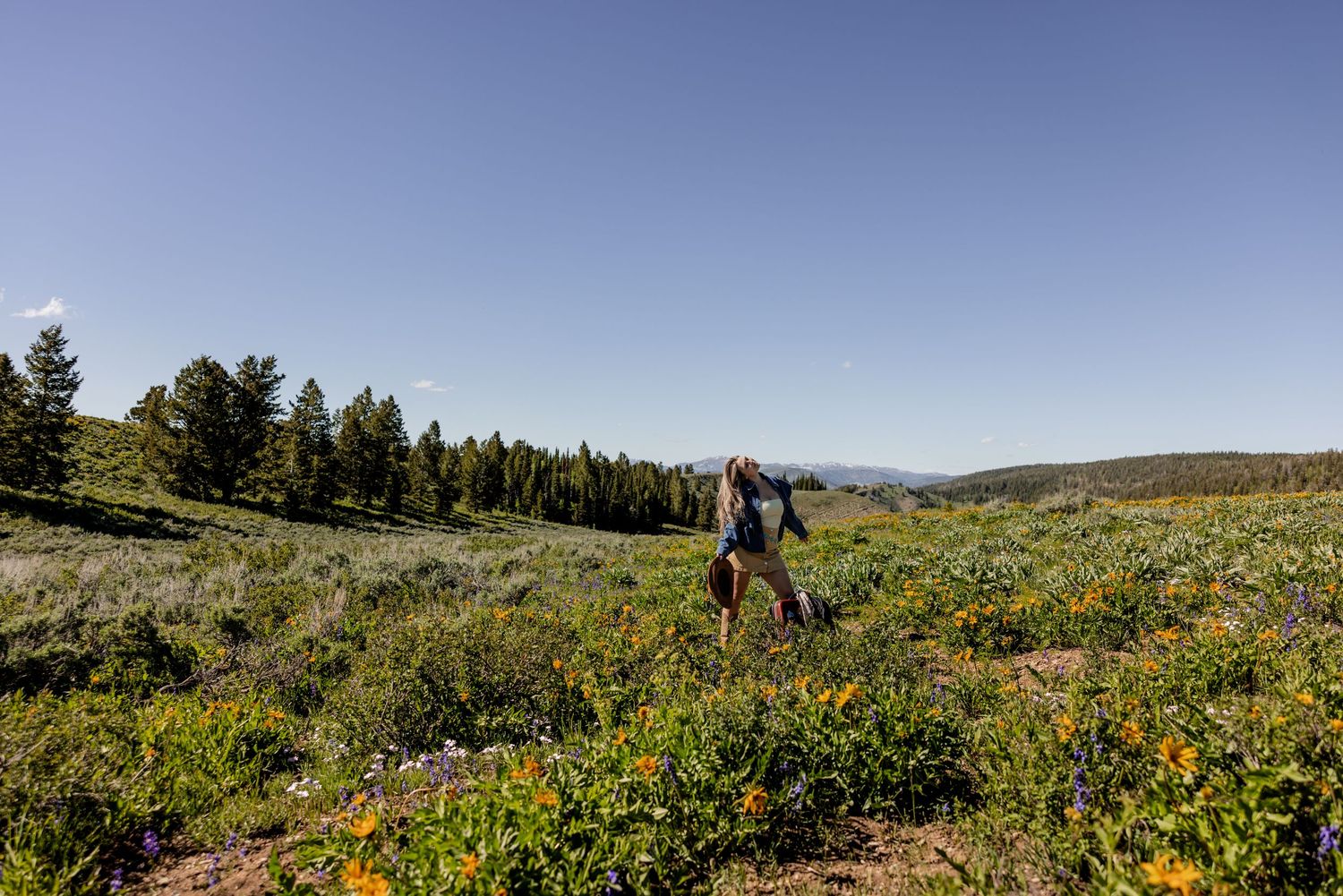 Hiker with backpack walks through vibrant wildflower meadow with evergreen trees and rolling hills under clear blue sky.