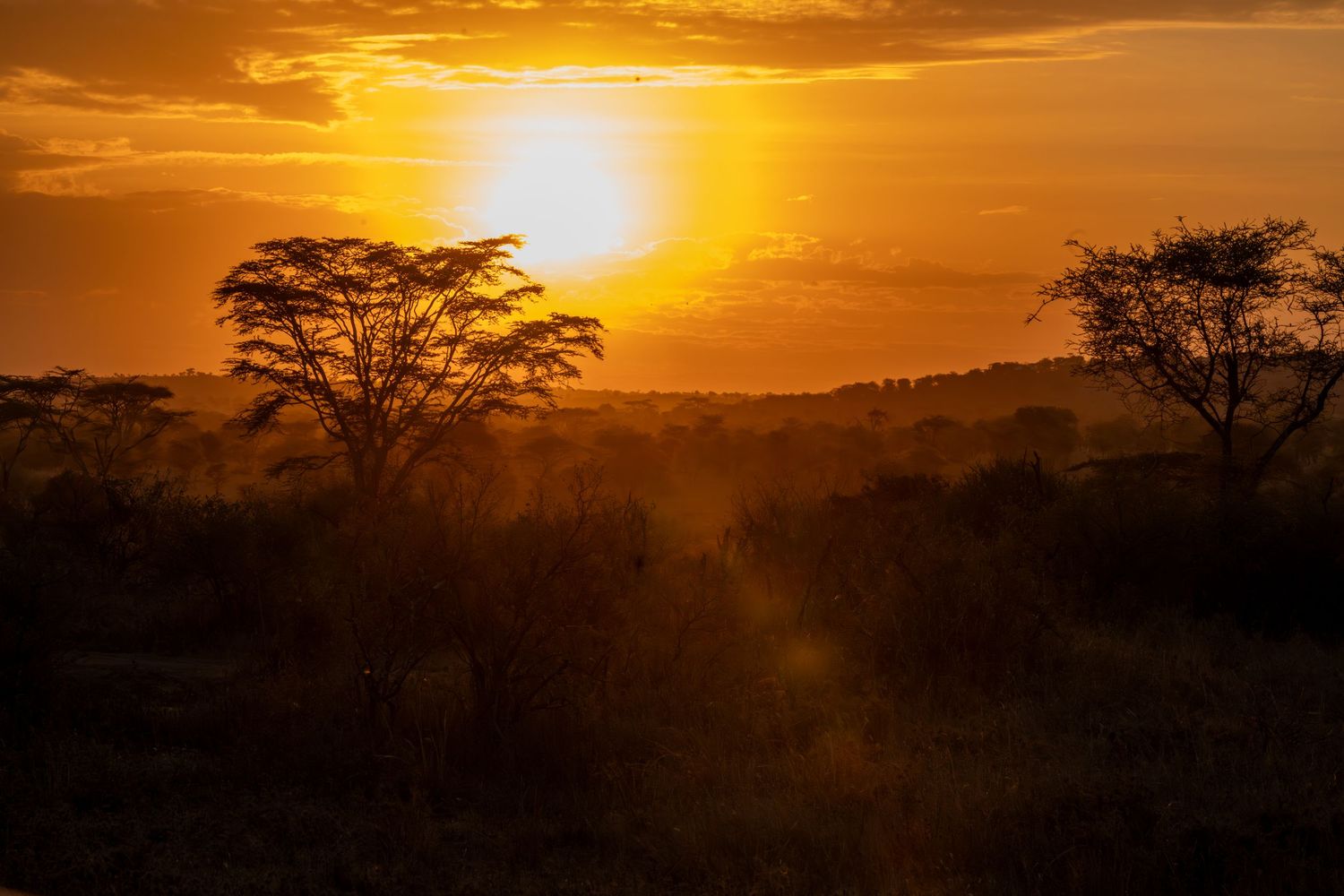 Golden sunset over African savanna with silhouetted acacia trees and warm orange sky.