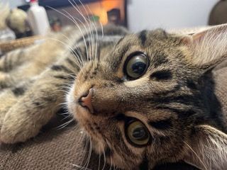 Close-up of a wide-eyed tabby cat lying on its side, looking up with a curious expression.