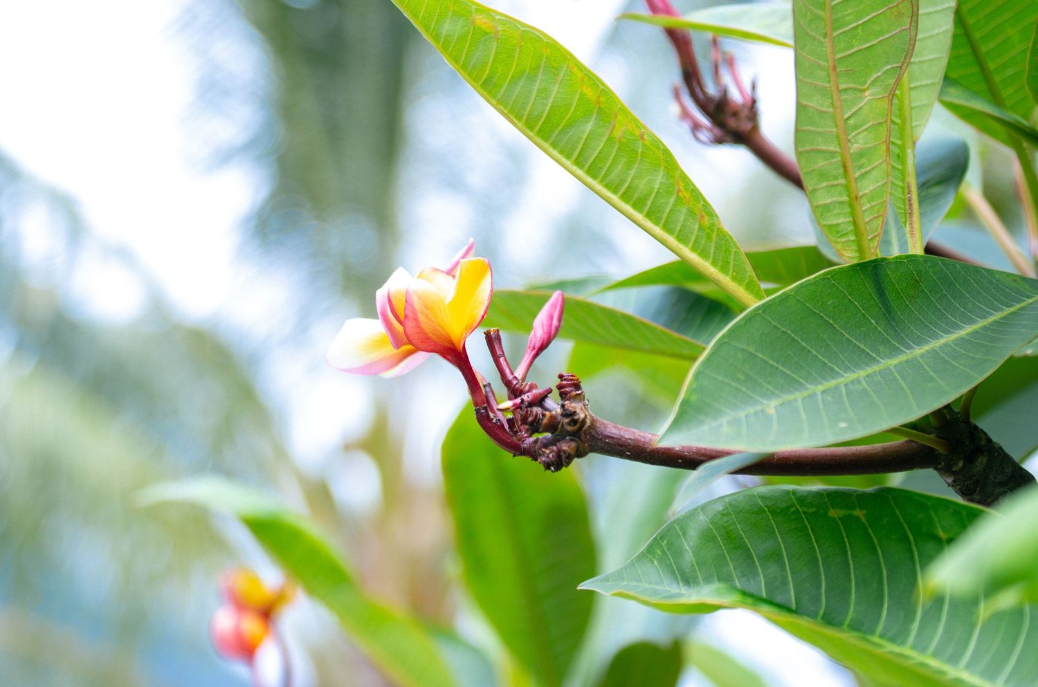 Vibrant plumeria flowers blooming among lush green tropical leaves with a blurred palm tree background.
