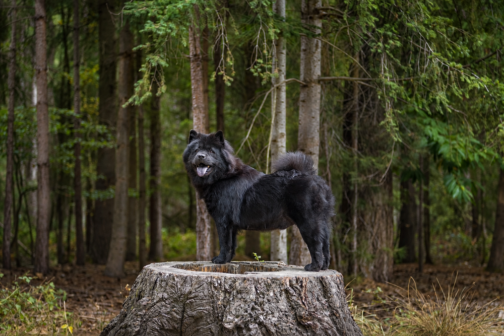 A black dog stands proudly on a tree stump in a lush green forest, mouth open, looking alert.