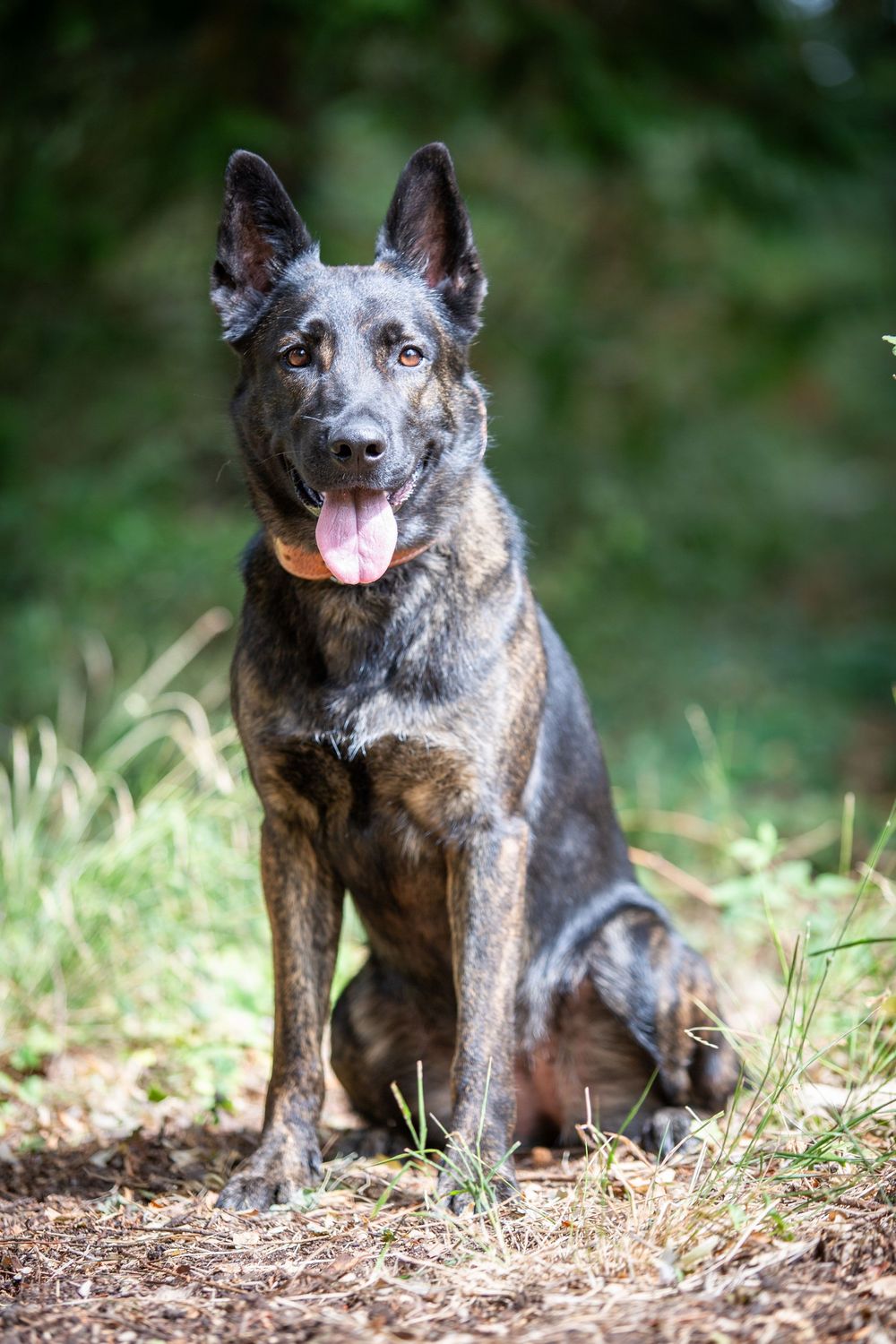 Dark brindle Dutch Shepherd dog sitting outdoors on forest floor with tongue out, alert ears, and green trees background.