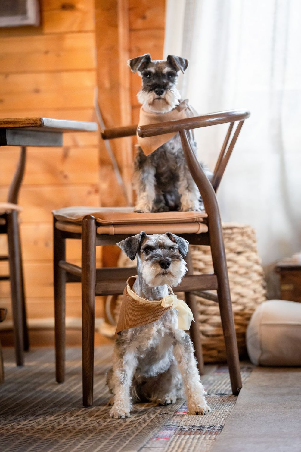 Two miniature schnauzers posing indoors, one sitting on a wooden chair and one on the floor wearing a bandana.