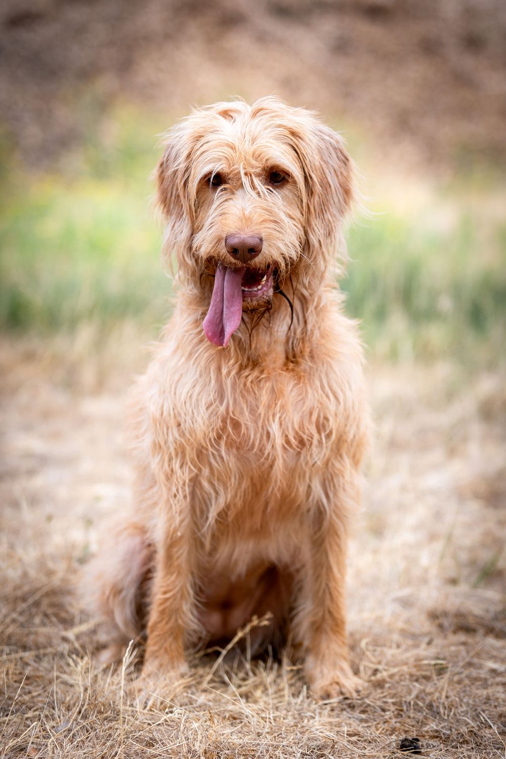 A fluffy golden Labradoodle sits outdoors on dry grass with tongue out, looking at camera.