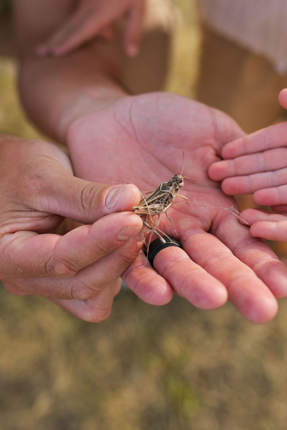 Adult and child hands holding a grasshopper insect together outdoors in natural light.
