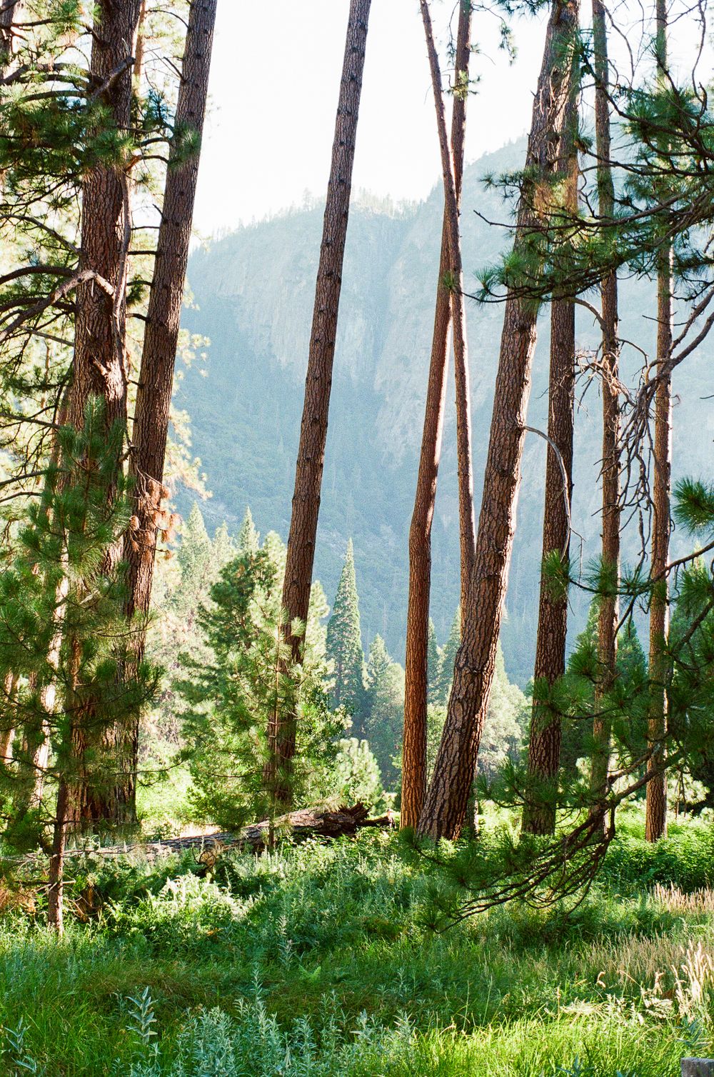 Tall pine trees in a sunlit forest with lush green undergrowth and a misty mountain visible in the background.