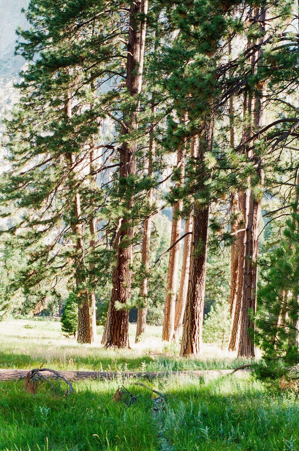 Tall pine trees in a sunlit forest meadow with lush green grass and mountain views in the background.