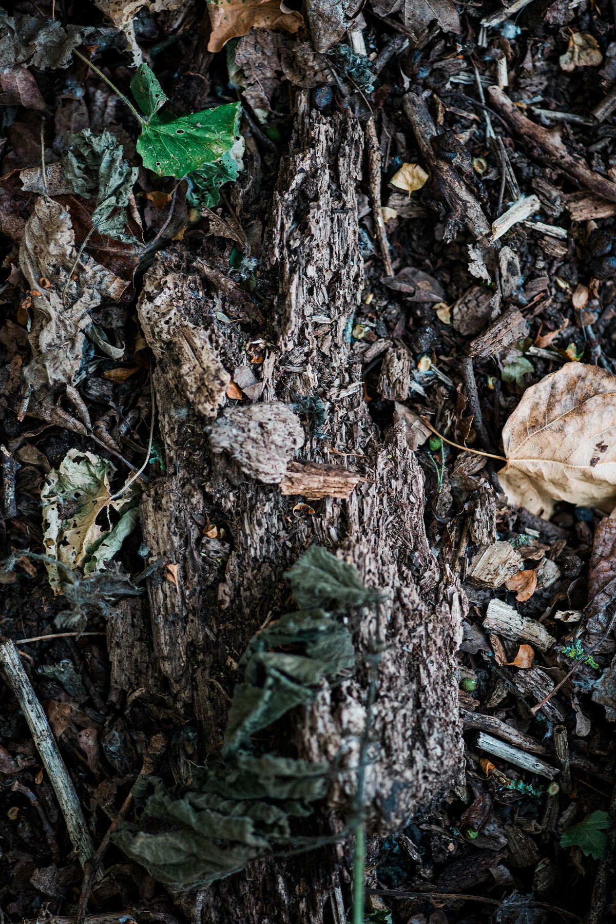 Close-up of decomposing bark and fallen leaves on a forest floor, showing natural woodland decay textures.