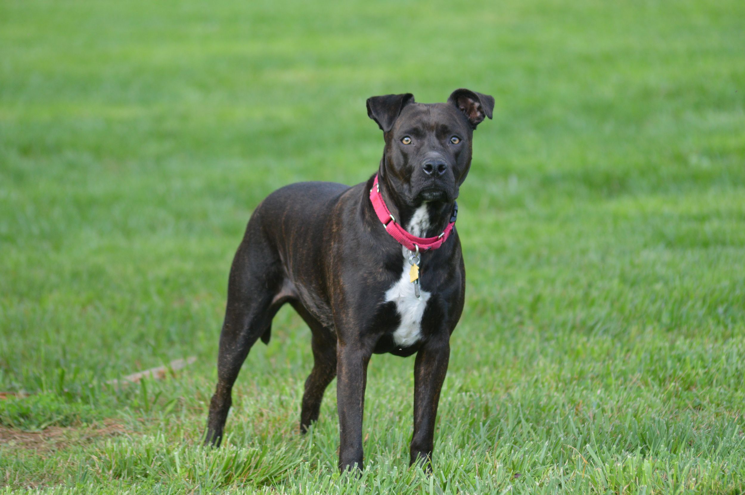 Black dog in red collar stands in the grass