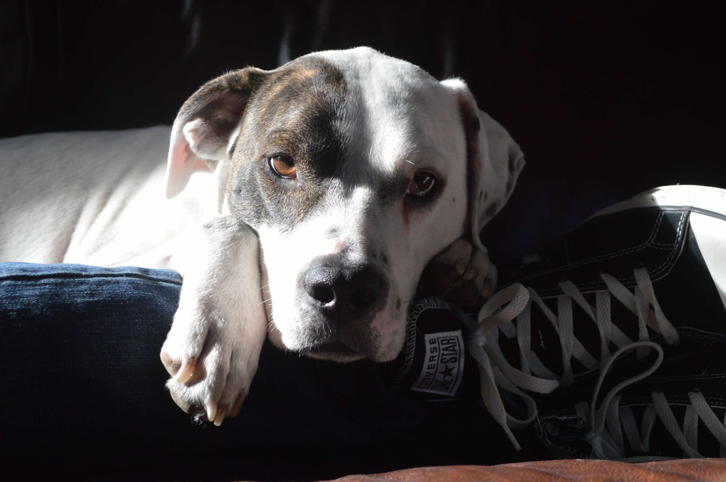 Dog with black eye patch lies on boy's feet