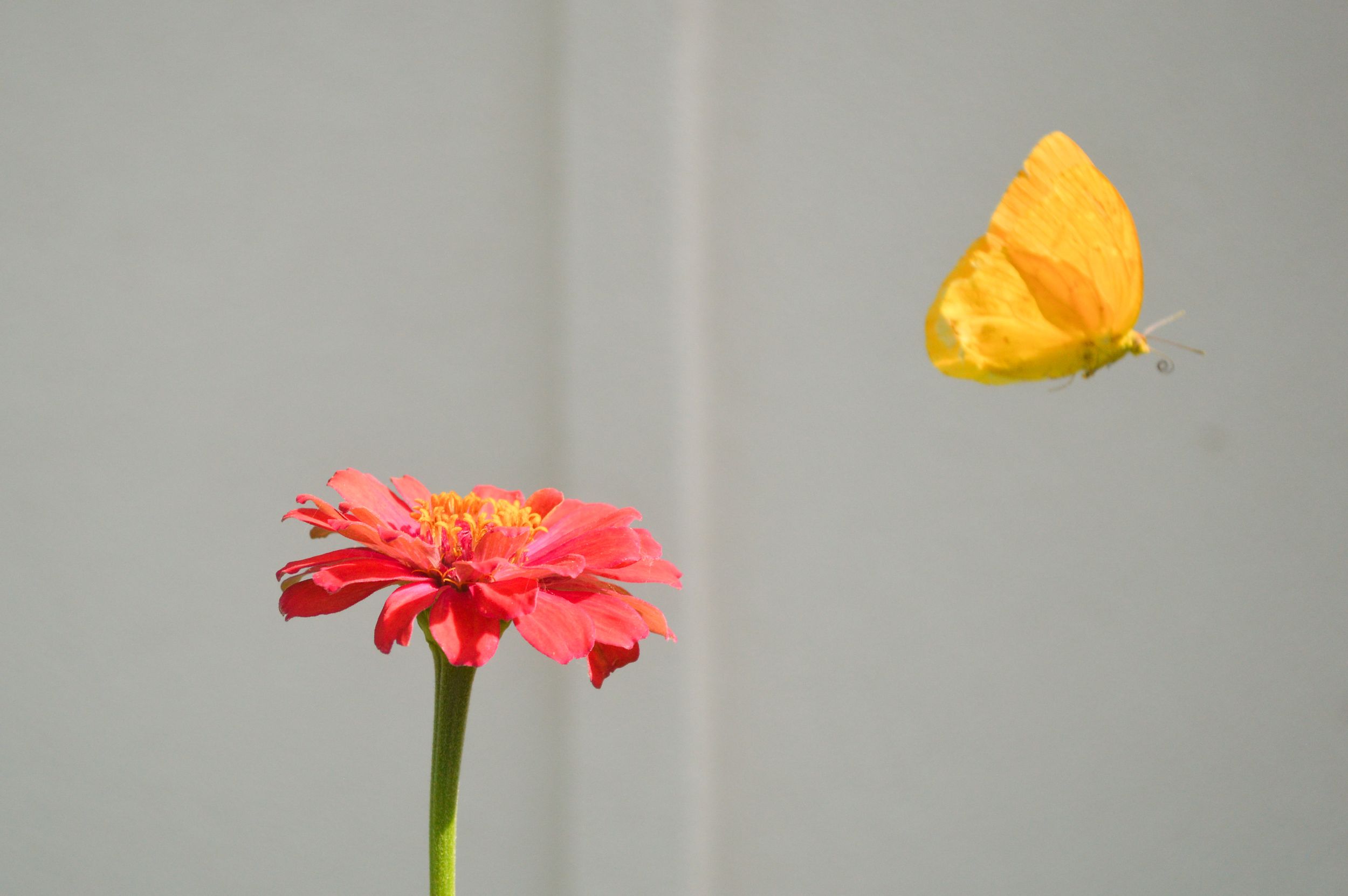 A yellow butterfly flies from a pink zinnia