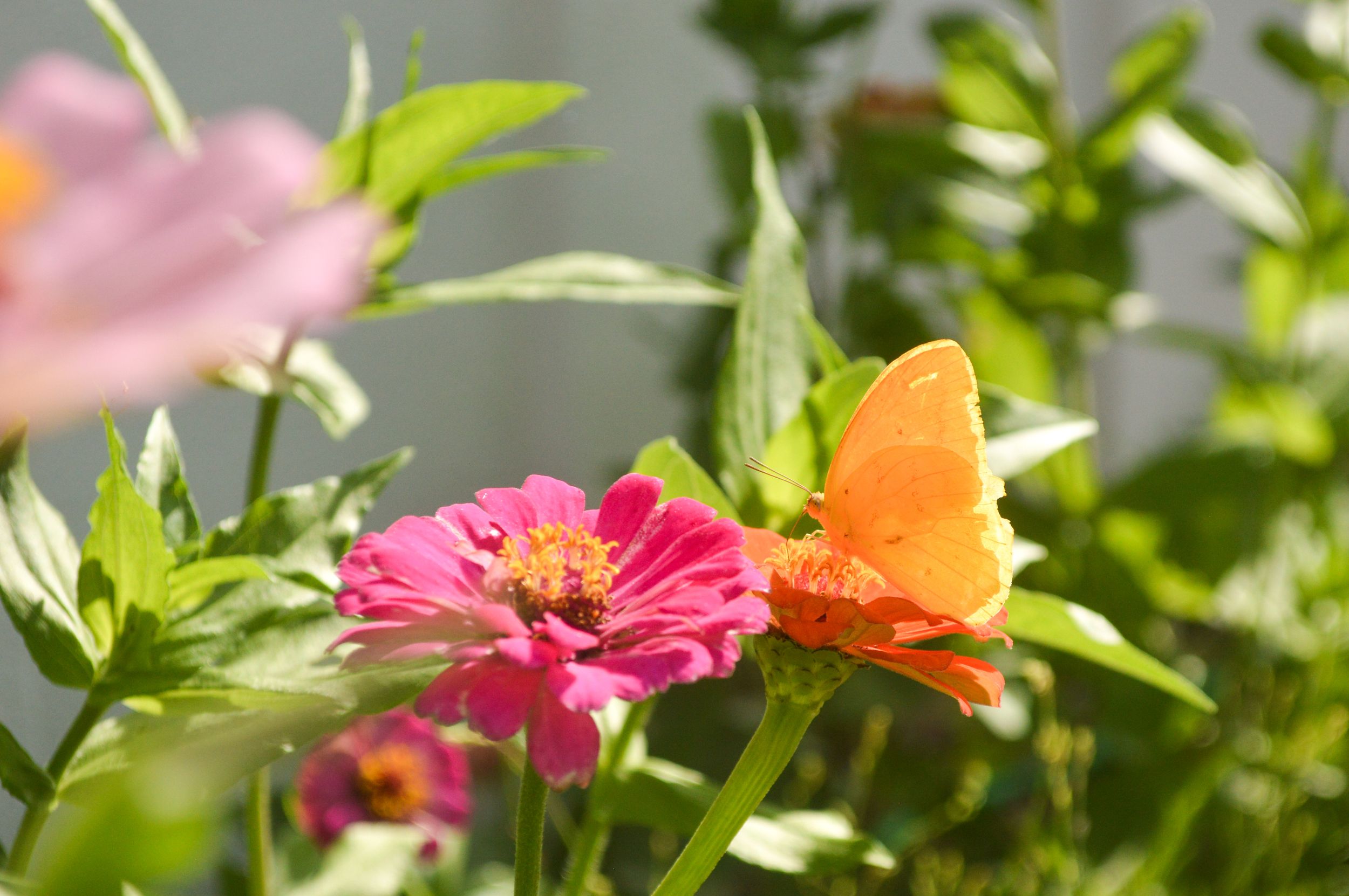 A yellow butterfly lands on a pink zinnia