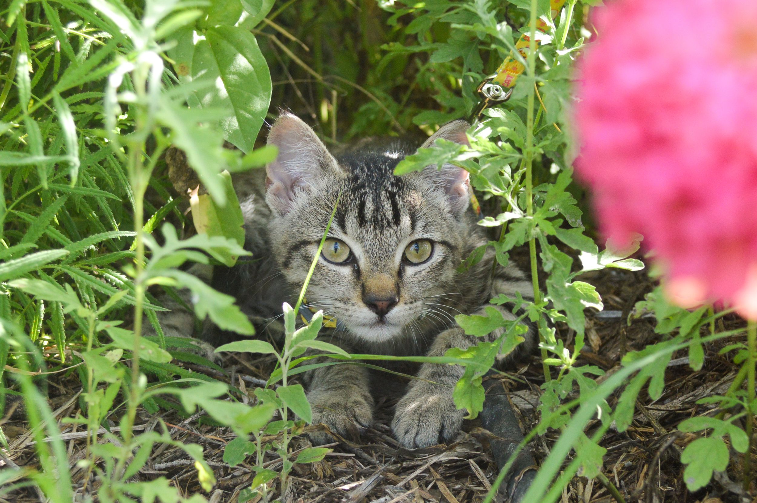A grey kitten peers out from a garden with a pink flower