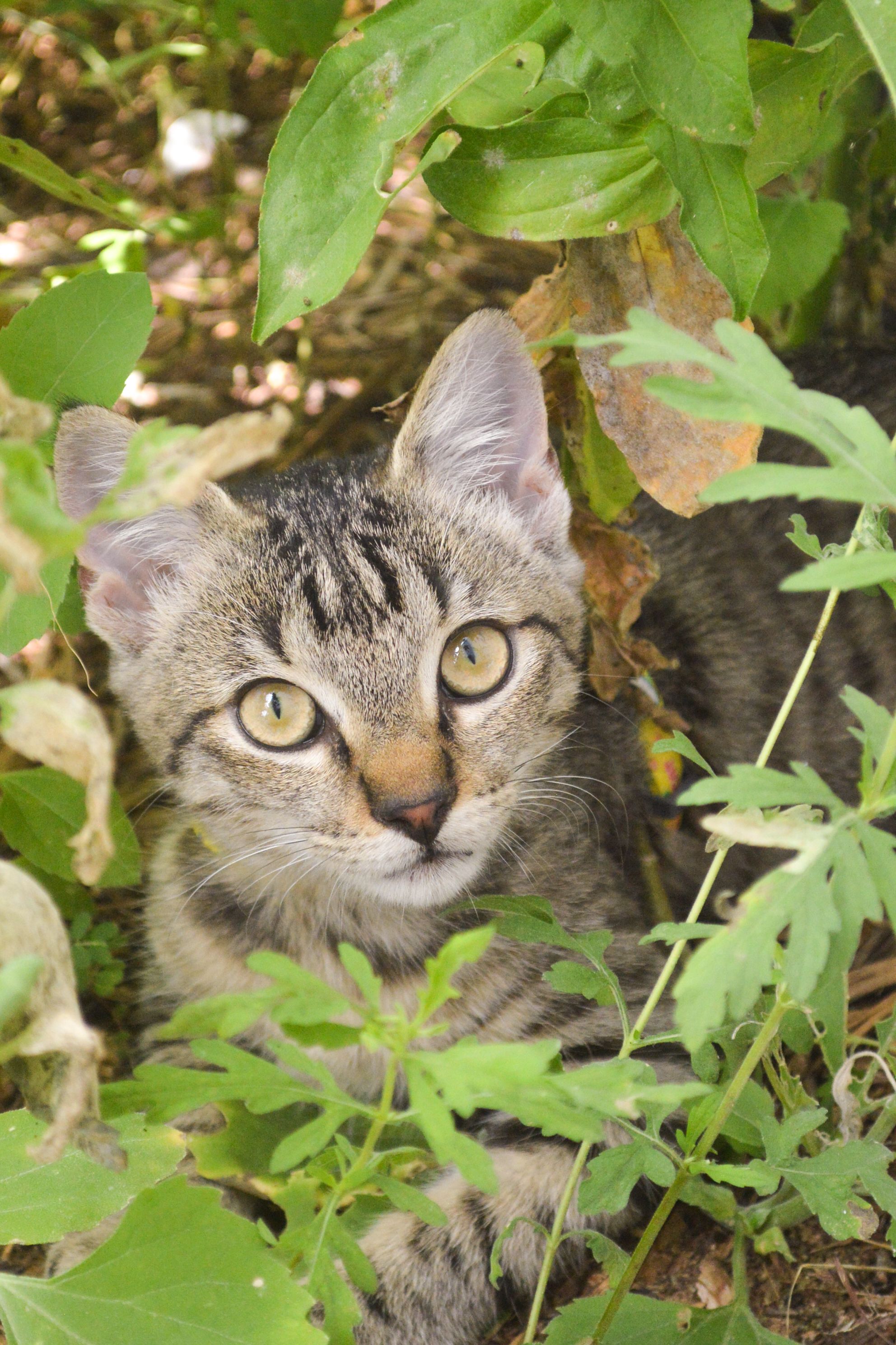 A grey kitten peers out from a garden