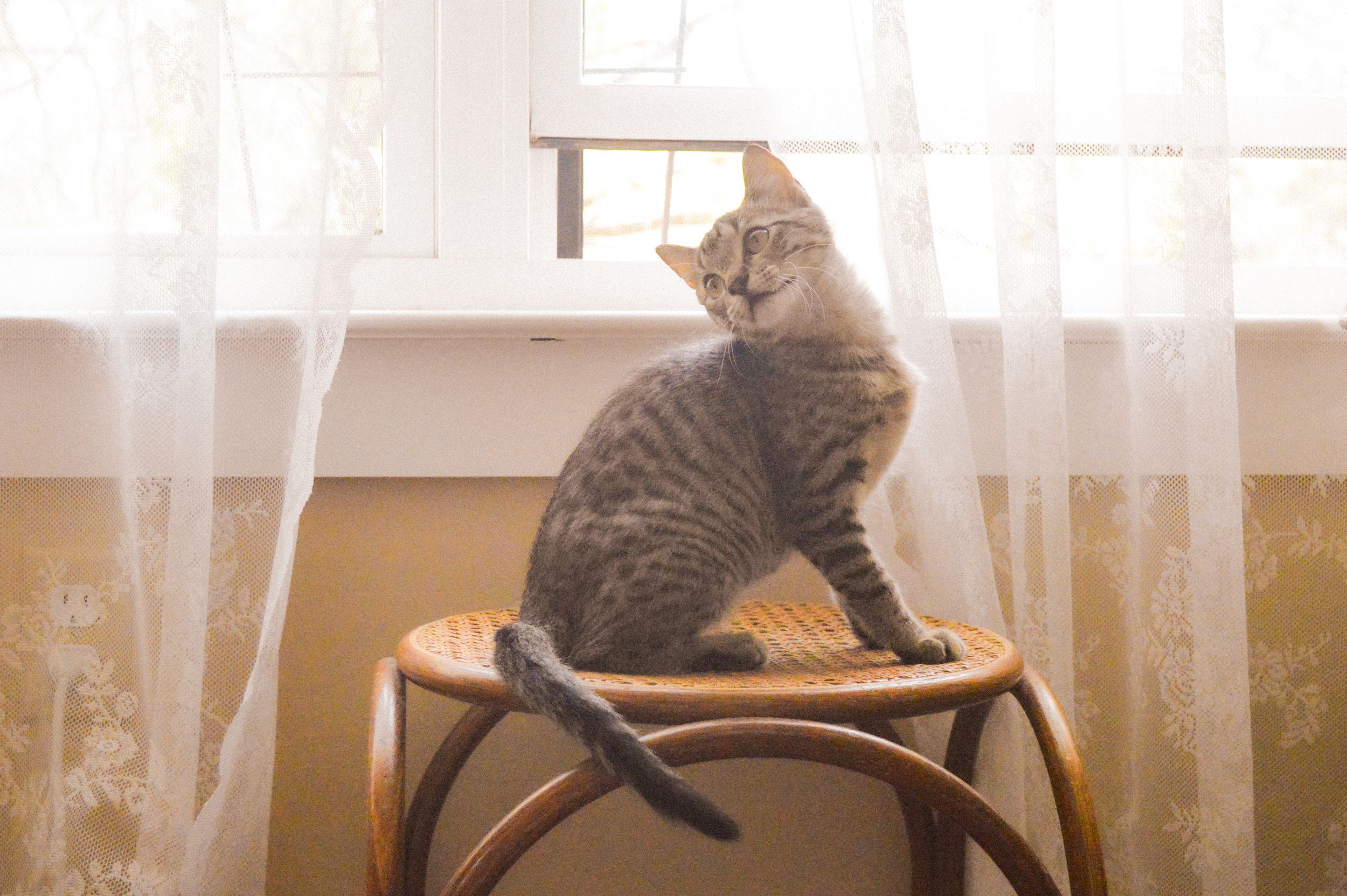 A grey kitten sits in front of a sunny window with lace curtains