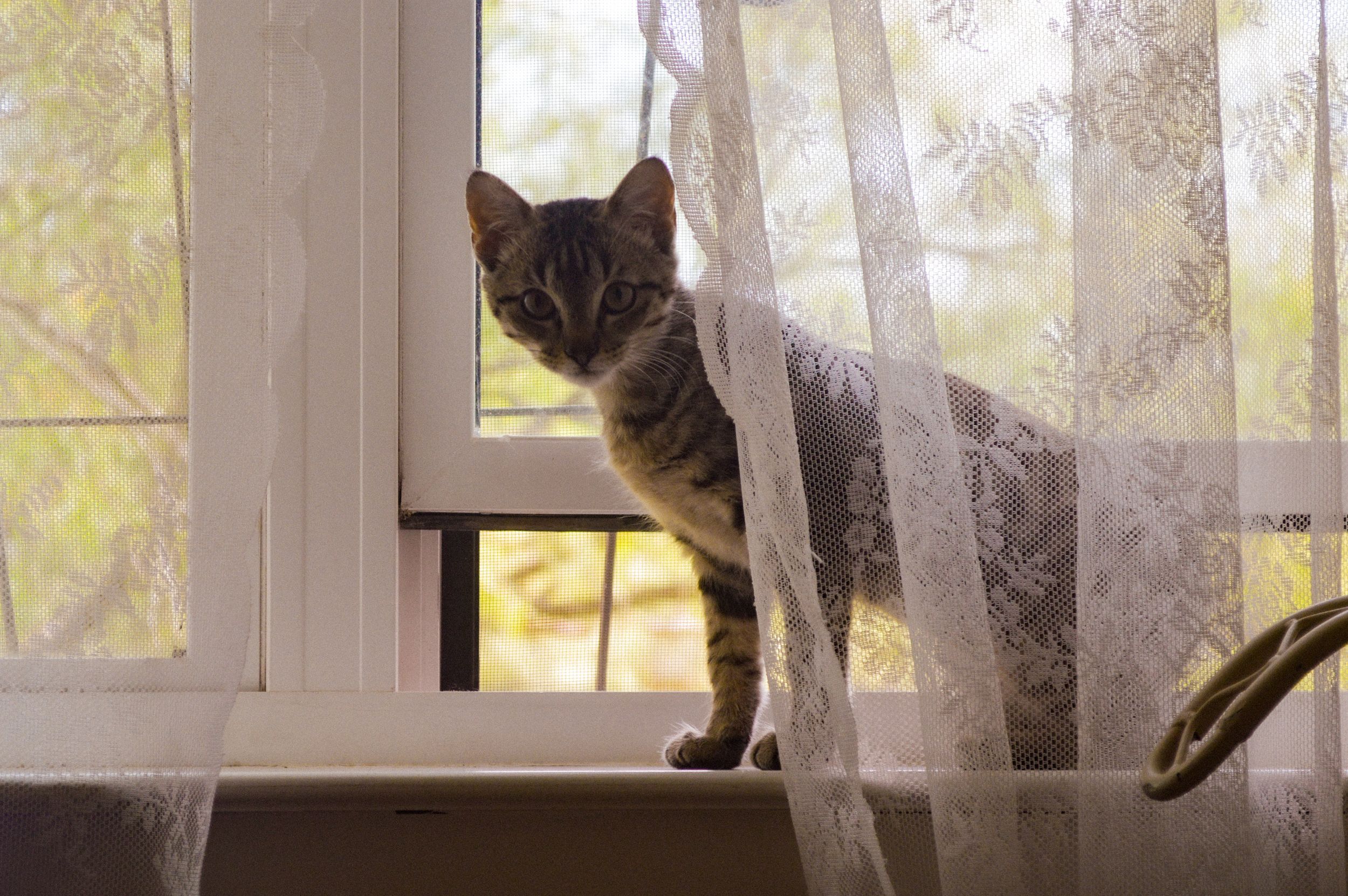 A grey kitten sits in front of a sunny window with lace curtains