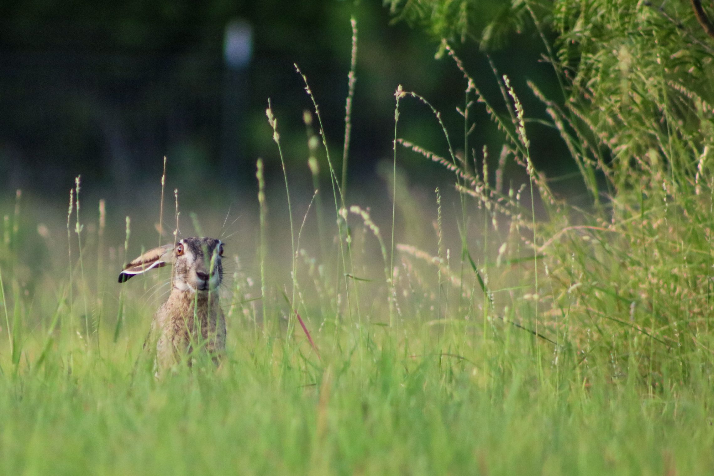 Black-tailed hare peeks out of tall grass
