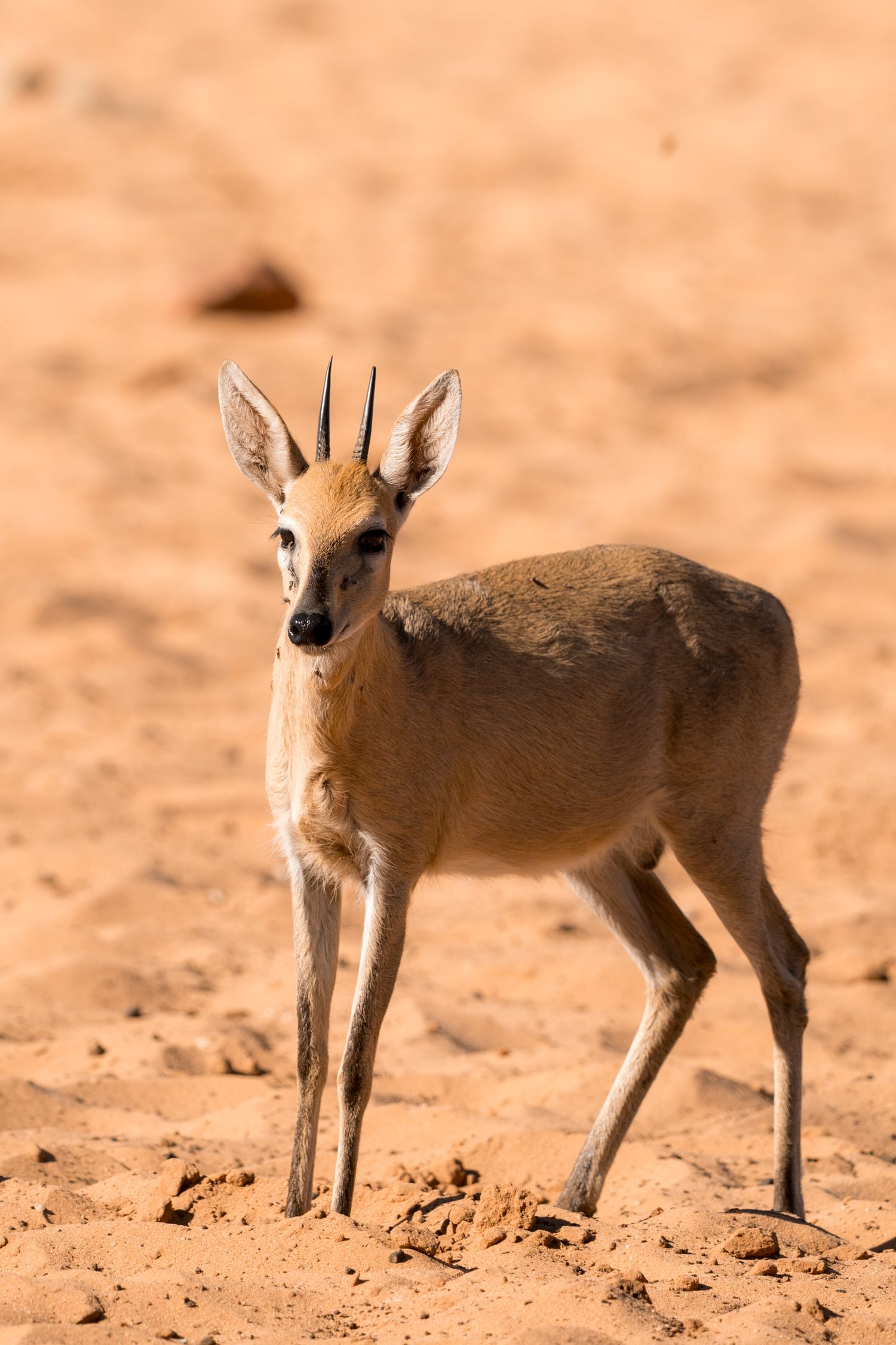 bébé springbok