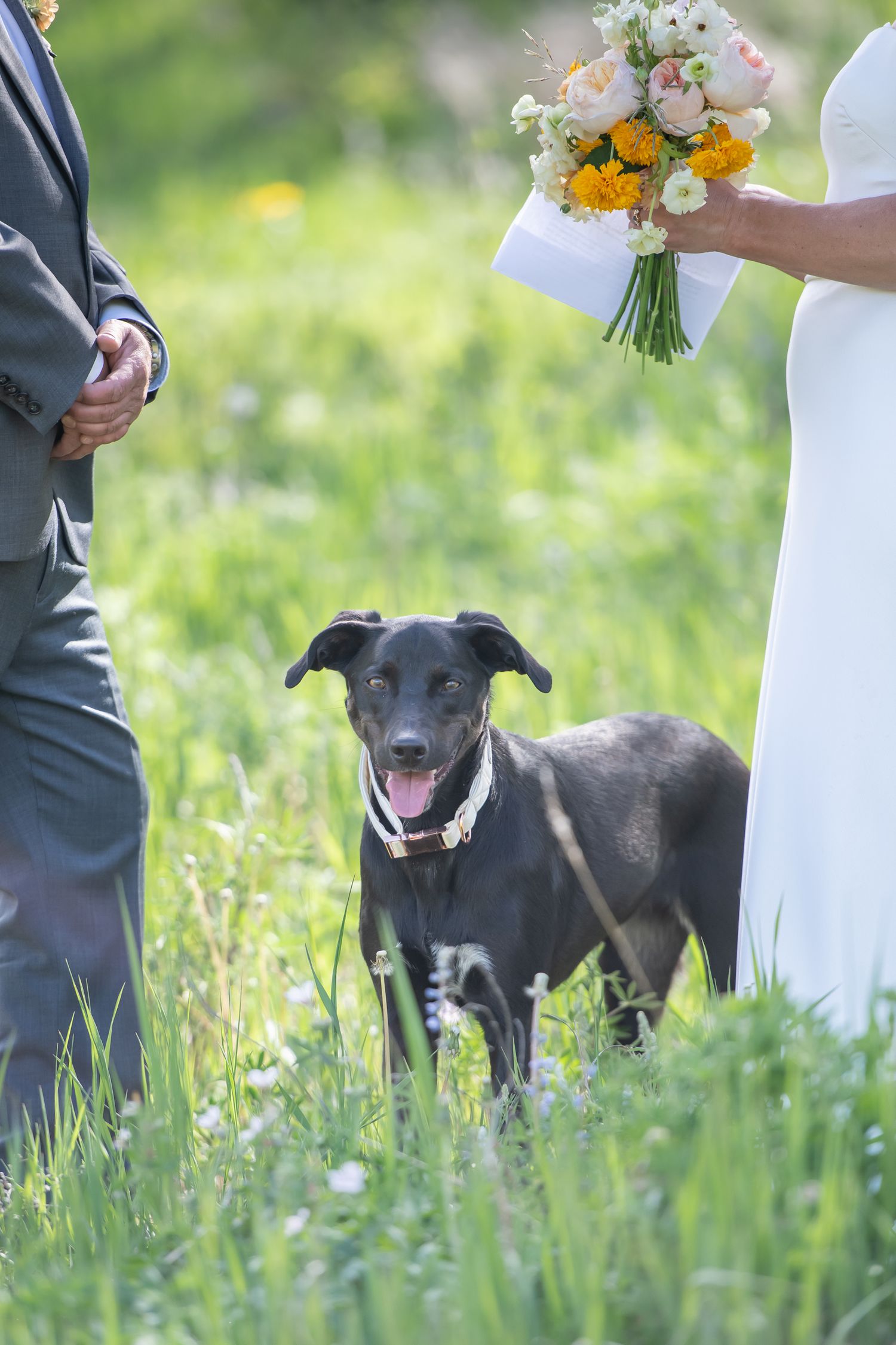 Black dog stands happily between bride with bouquet and groom during outdoor wedding ceremony in green meadow for Vail elopement