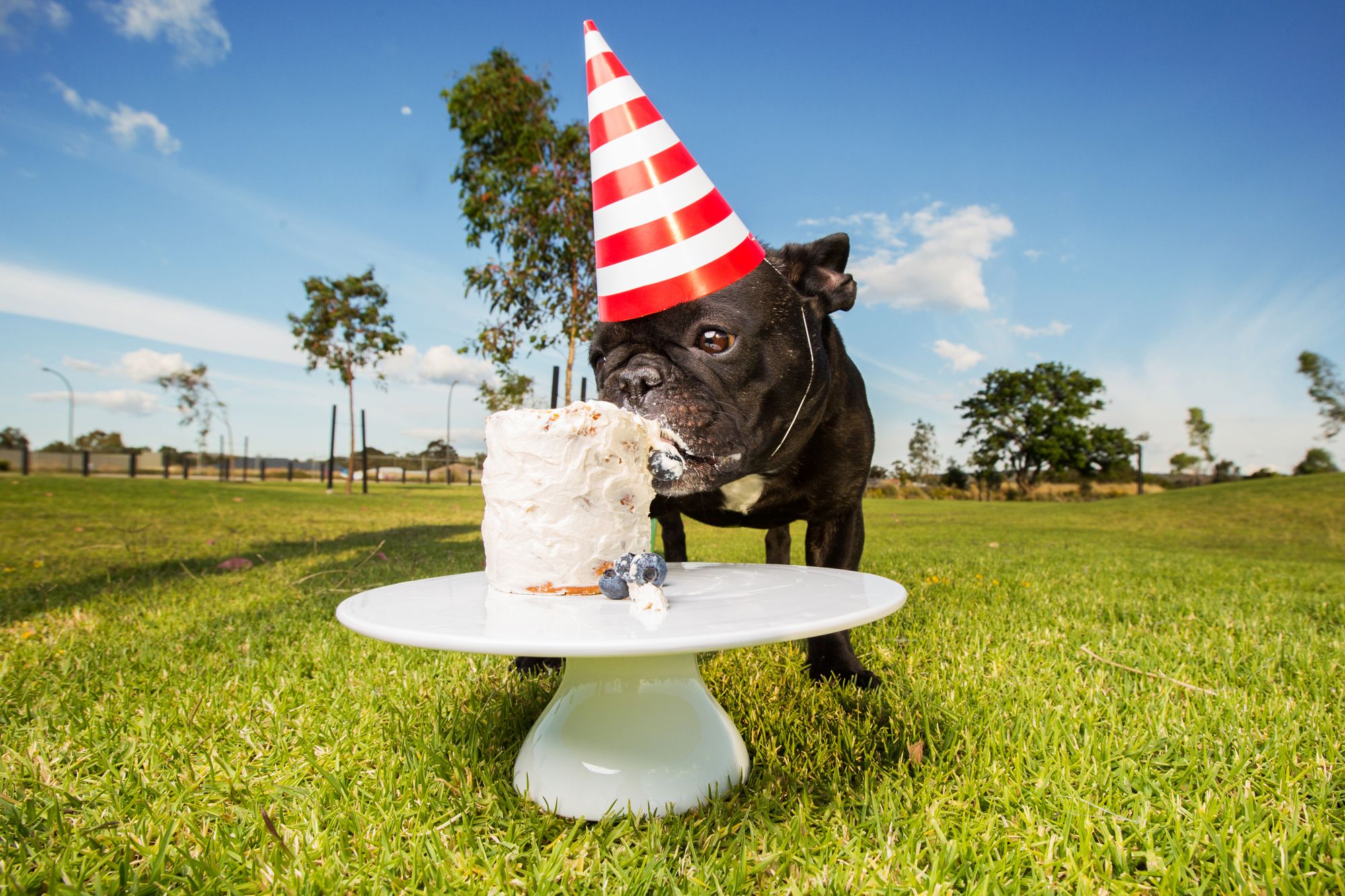 French Bulldog celebrating his birthday in a Perth park with a striped party hat and birthday cake