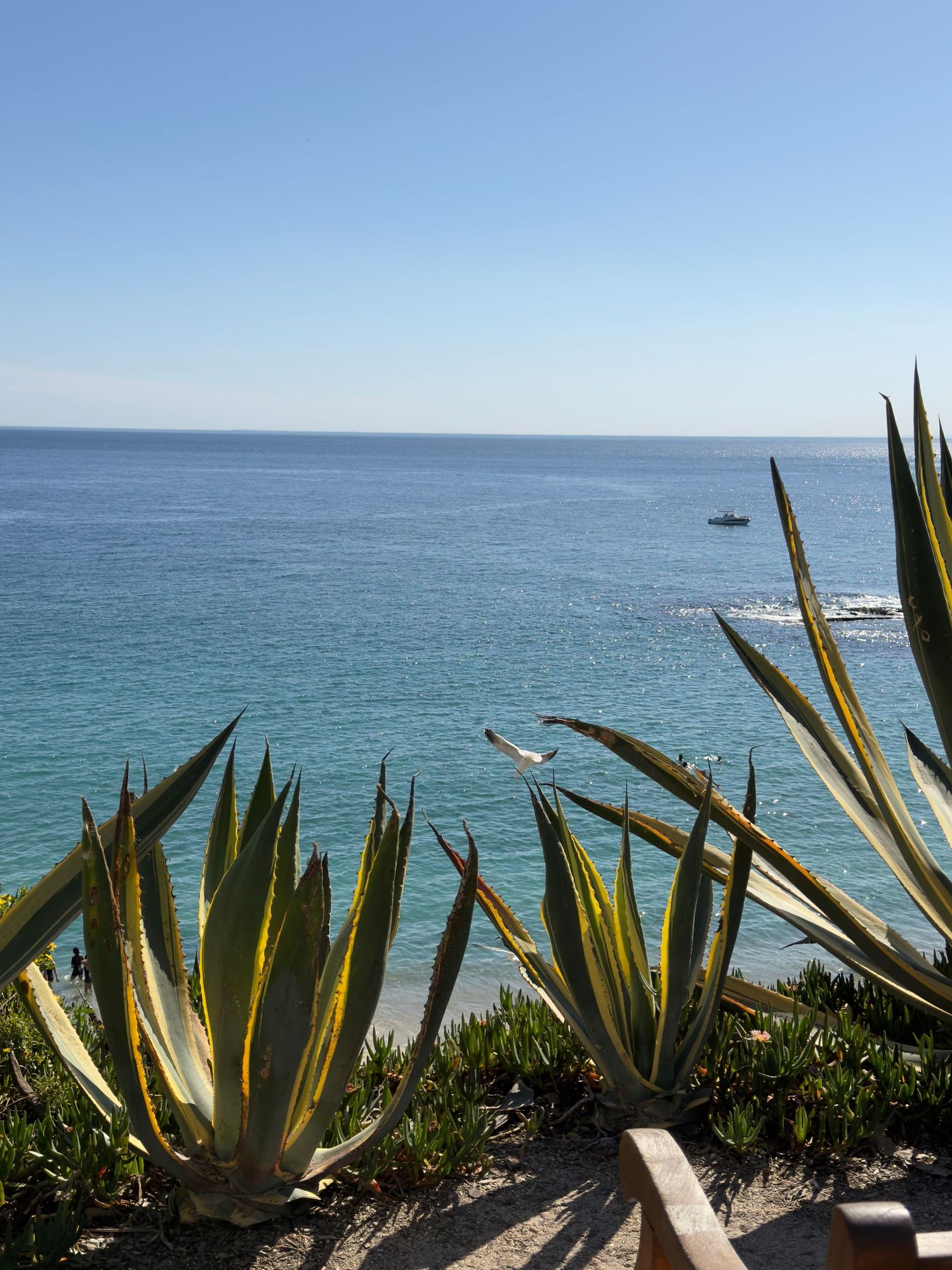 Scenic coastal view with agave plants in foreground overlooking calm blue Pacific Ocean under clear sky.
