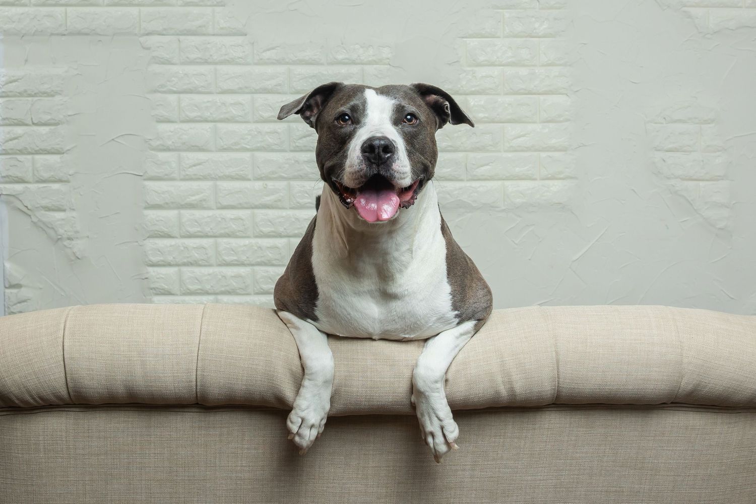 Smiling redhead woman sitting on beige tufted sofa with gray and white pit bull dog against brick wall.