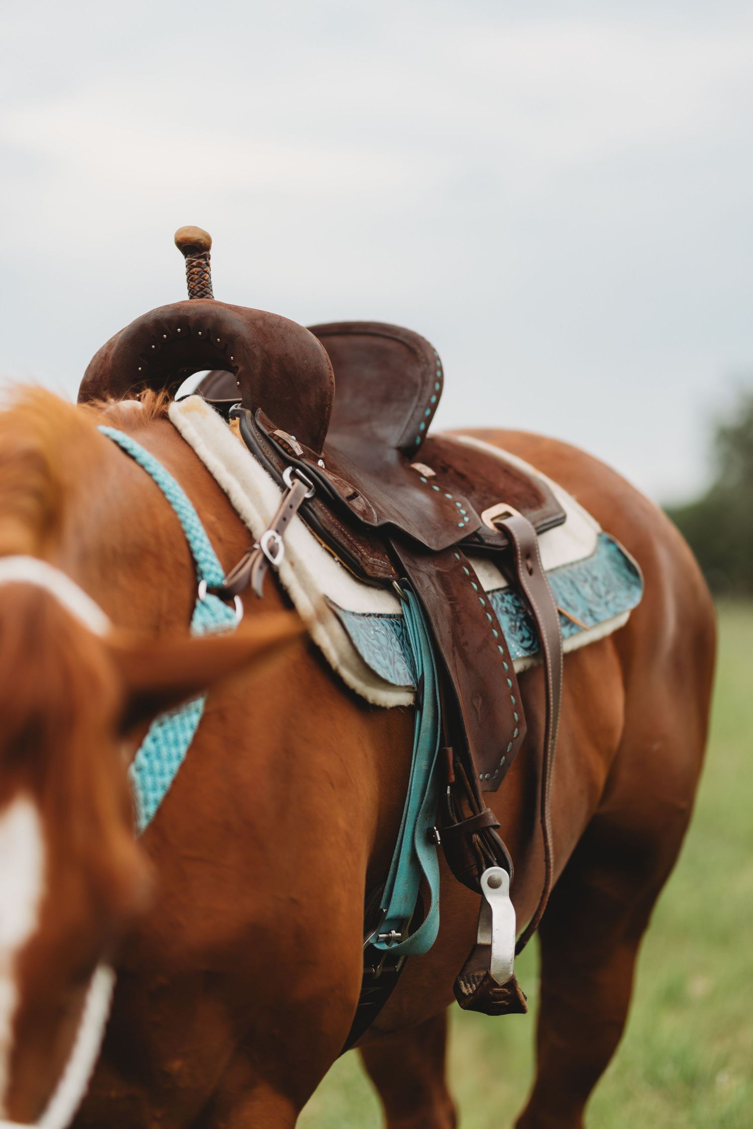 Close-up of a brown Western saddle with turquoise accents on a chestnut horse in a green field.
