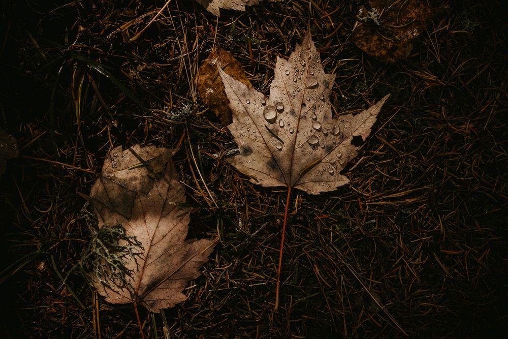 Leaves on the forest floor, Algonquin Park.