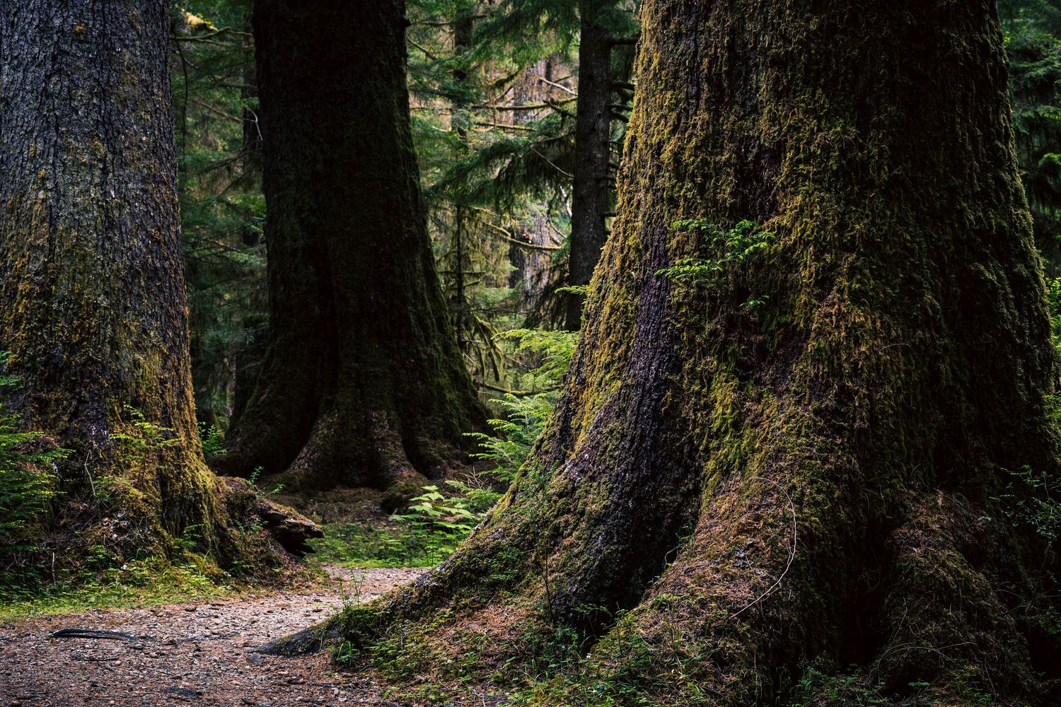 A lush green forest with tall trees and a wooden boardwalk path winding through dense ferns and evergreen undergrowth.