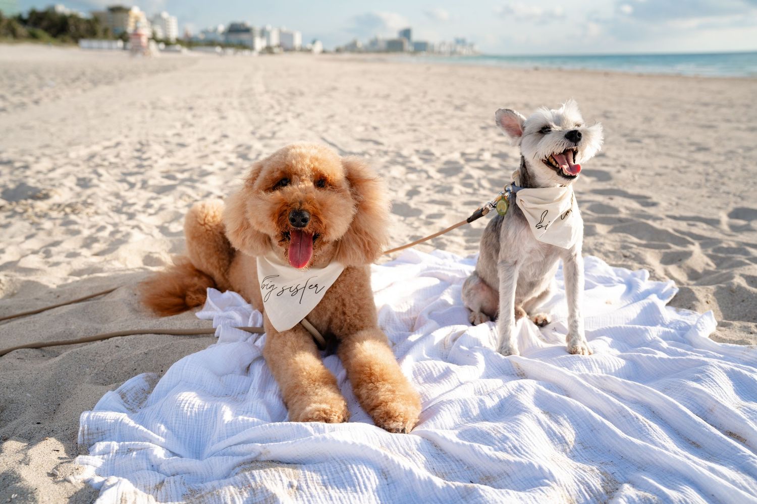 Two adorable dogs, a golden doodle and white terrier, sitting on a beach blanket on a sunny sandy beach.