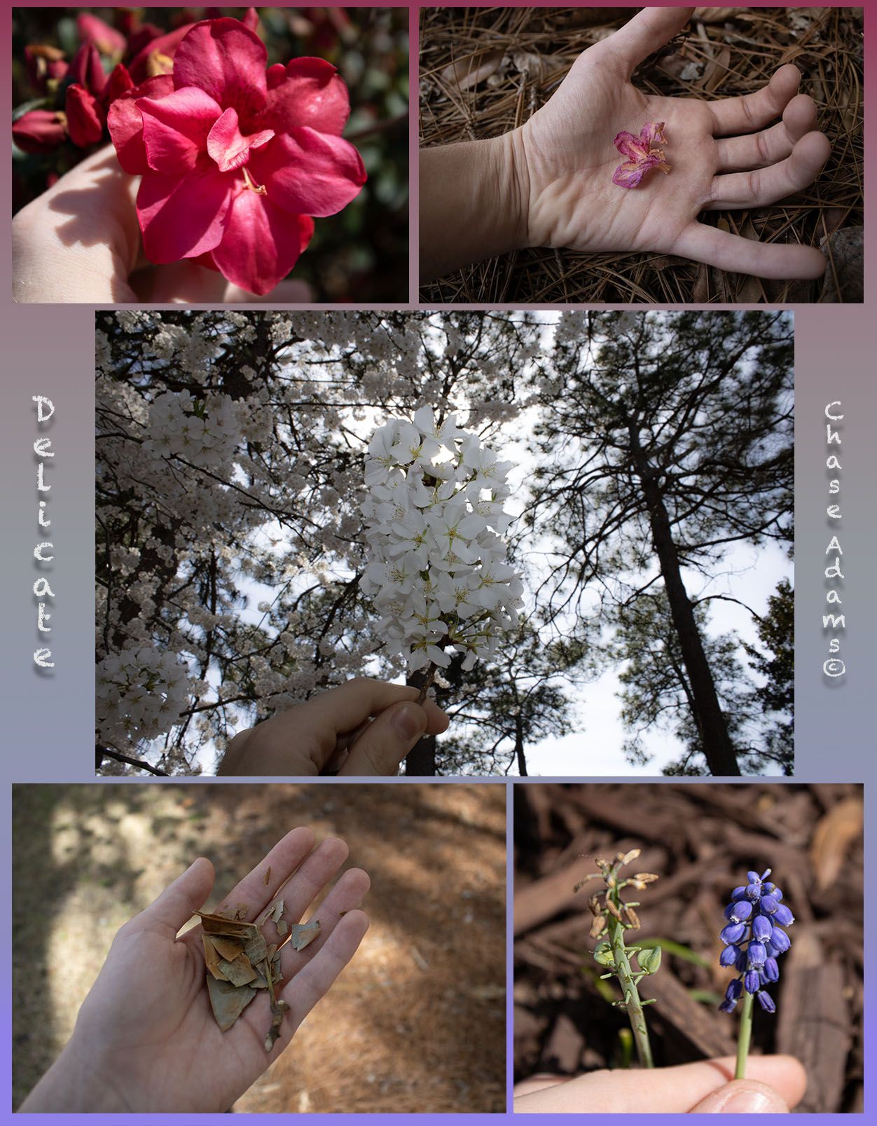 A layout of flowers.